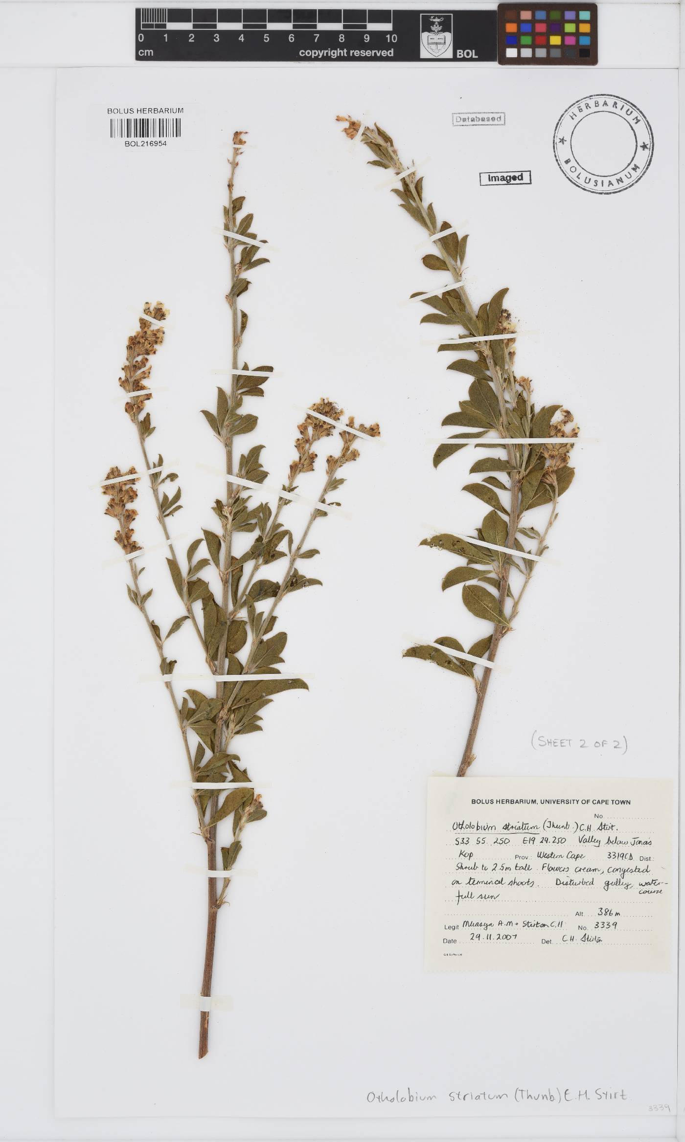 Otholobium striatum image