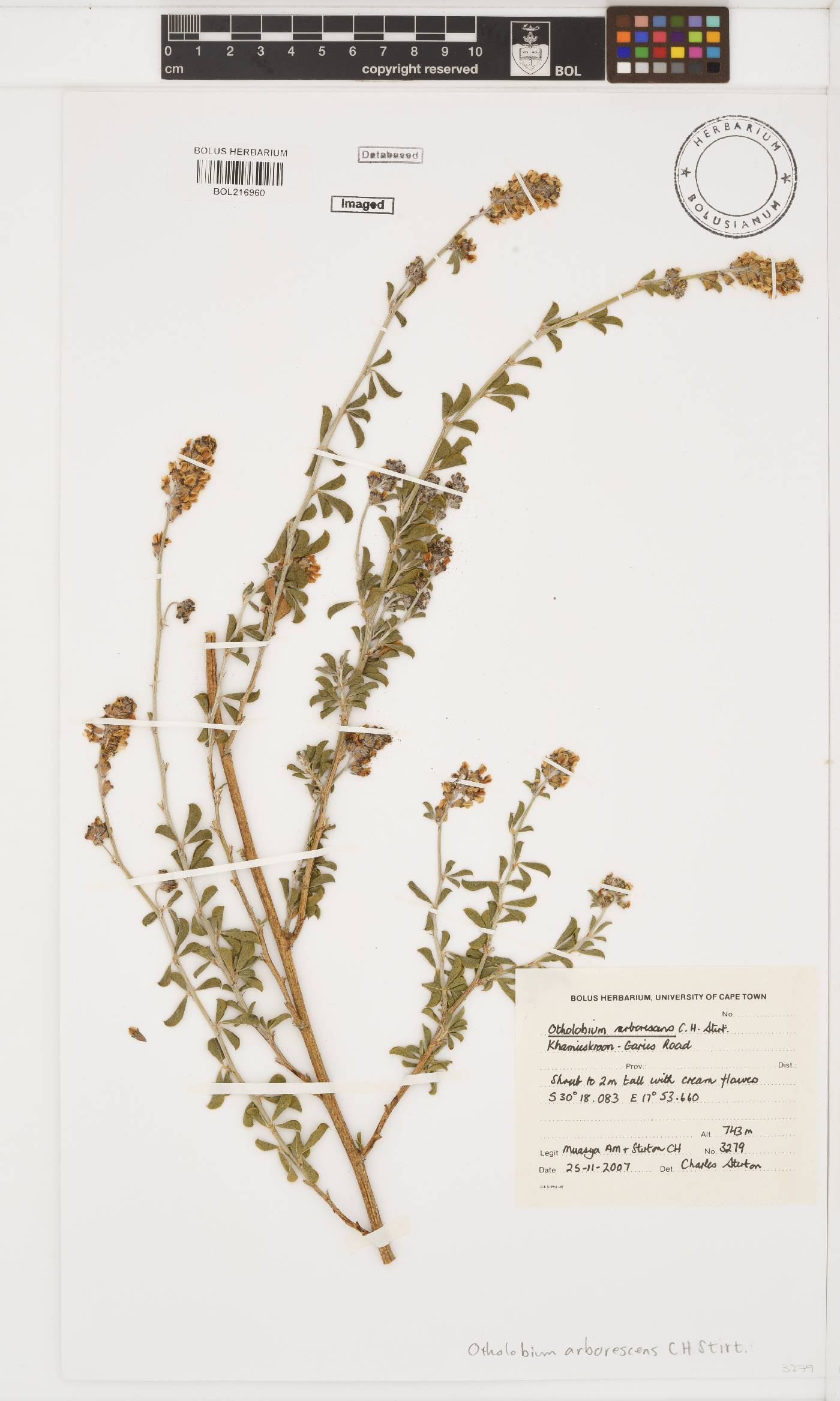 Otholobium arborescens image
