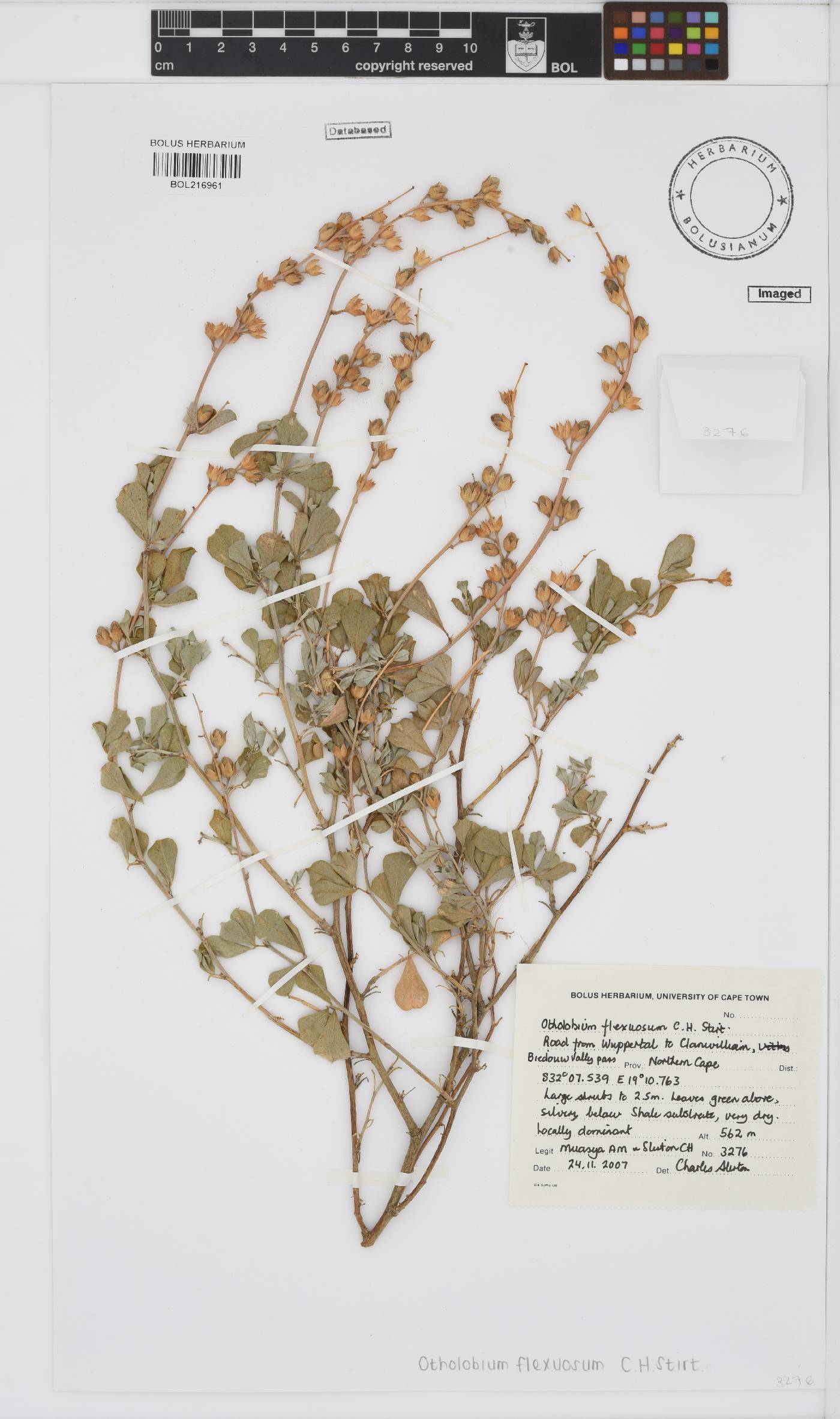 Otholobium flexuosum image