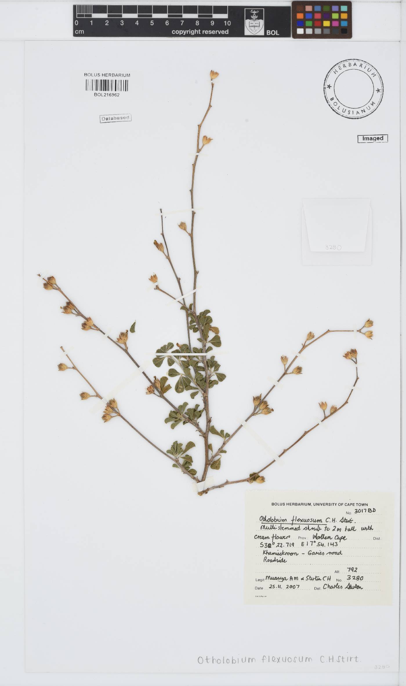 Otholobium flexuosum image