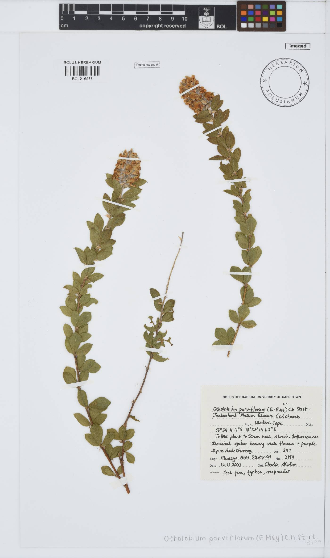 Otholobium parviflorum image