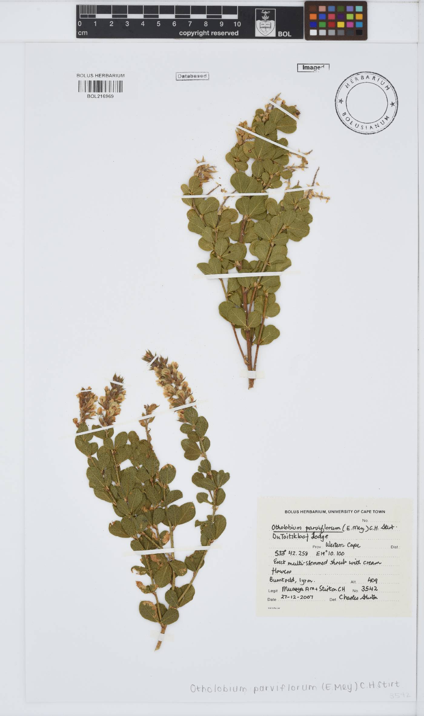 Otholobium parviflorum image