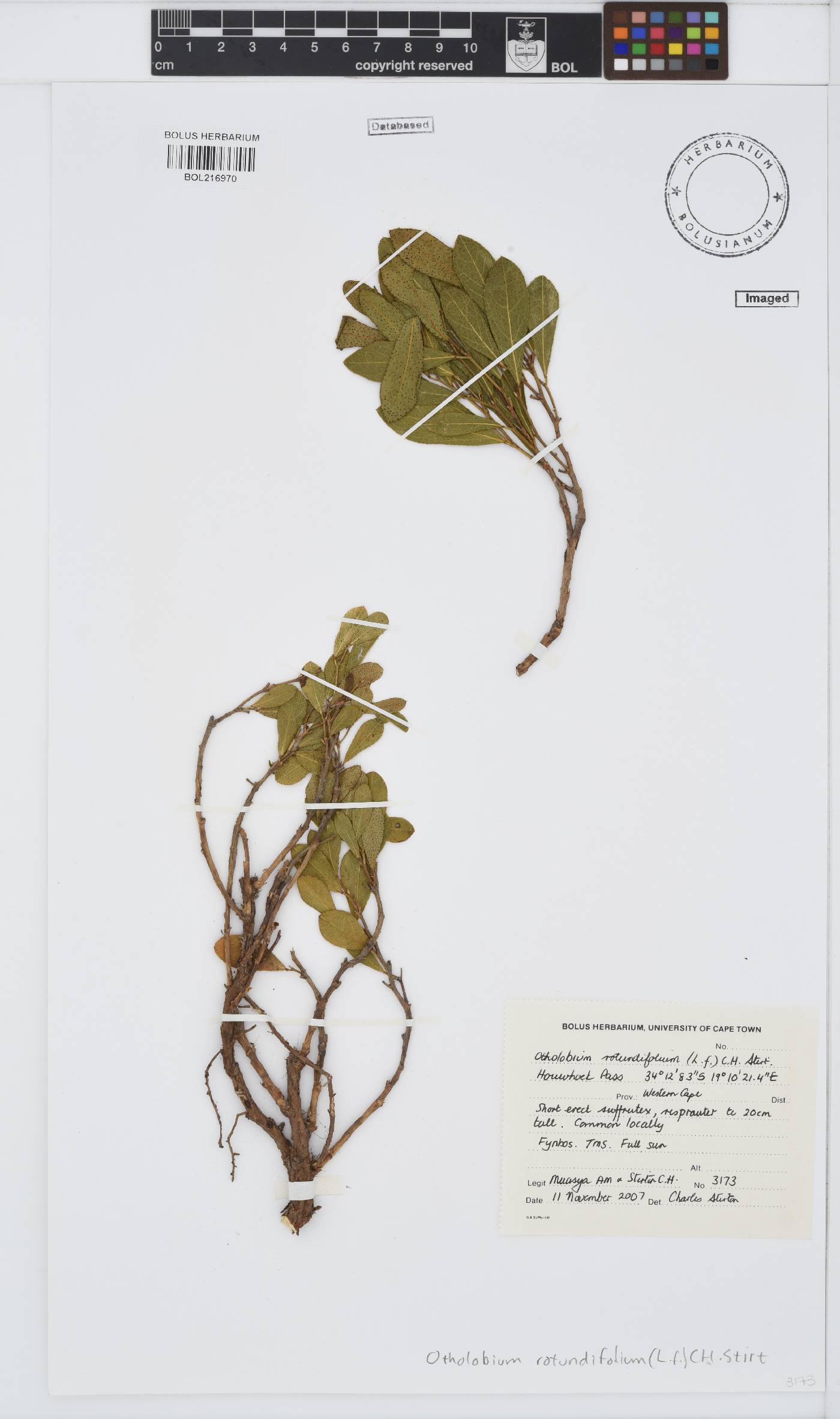 Otholobium rotundifolium image