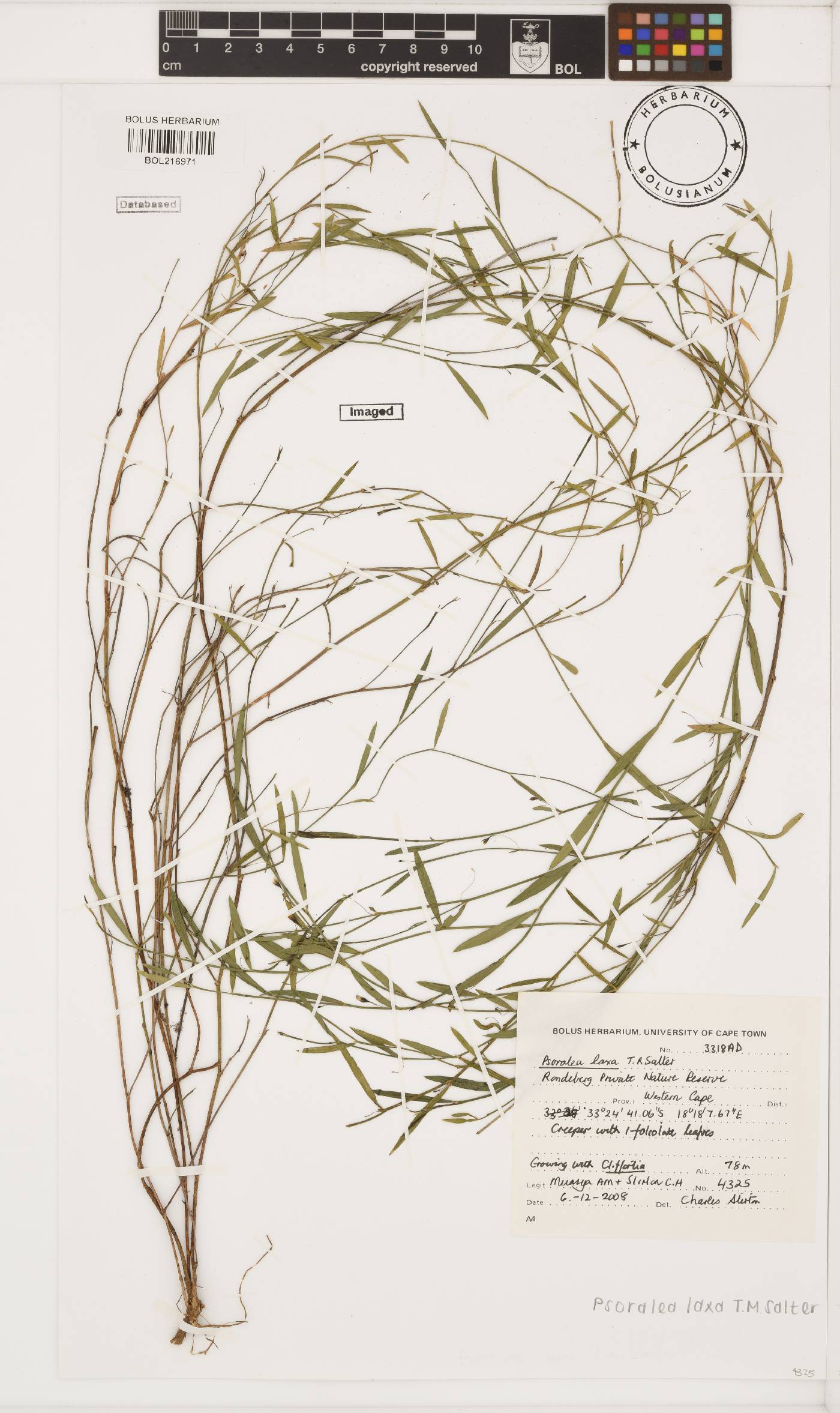 Psoralea laxa image