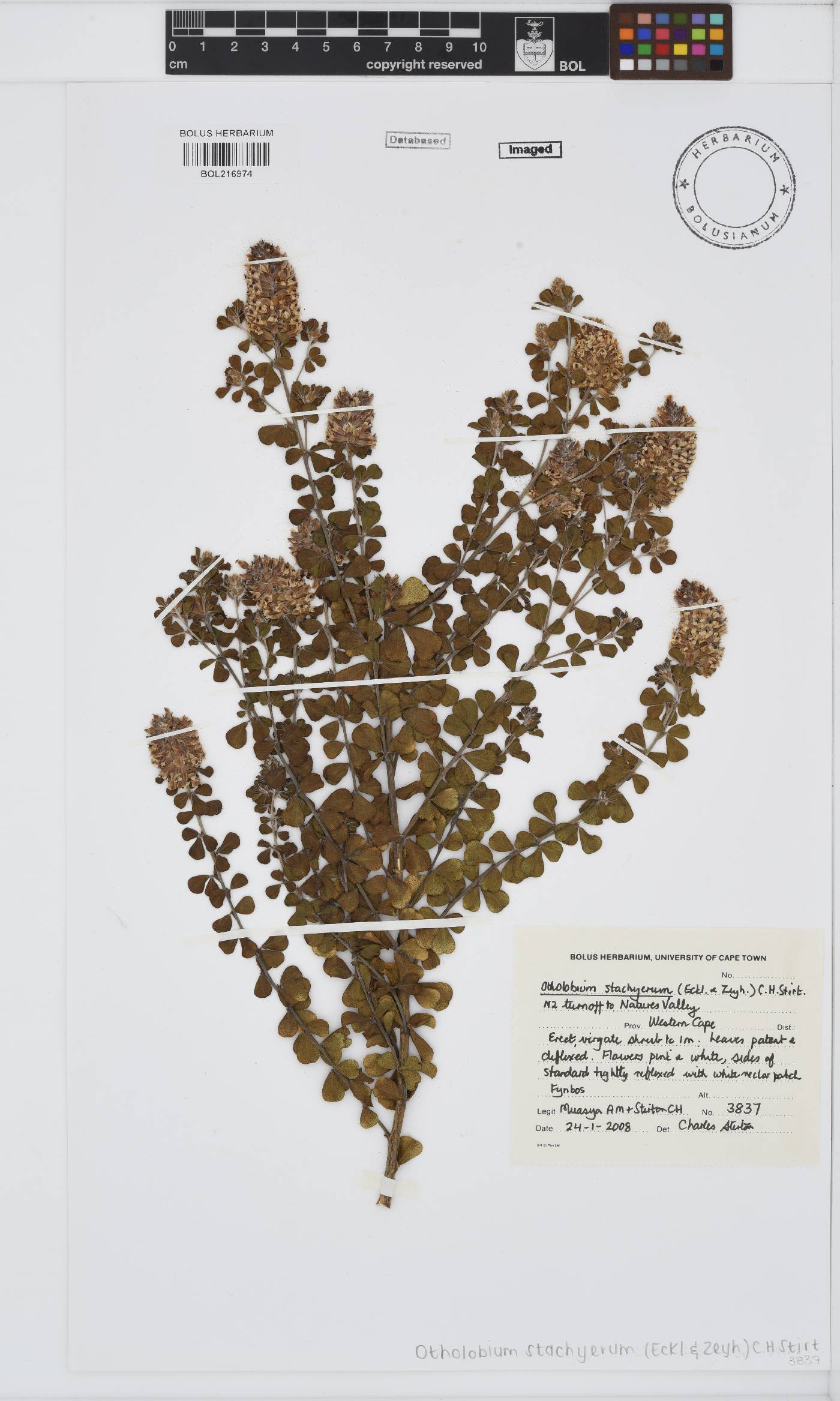 Otholobium stachyerum image