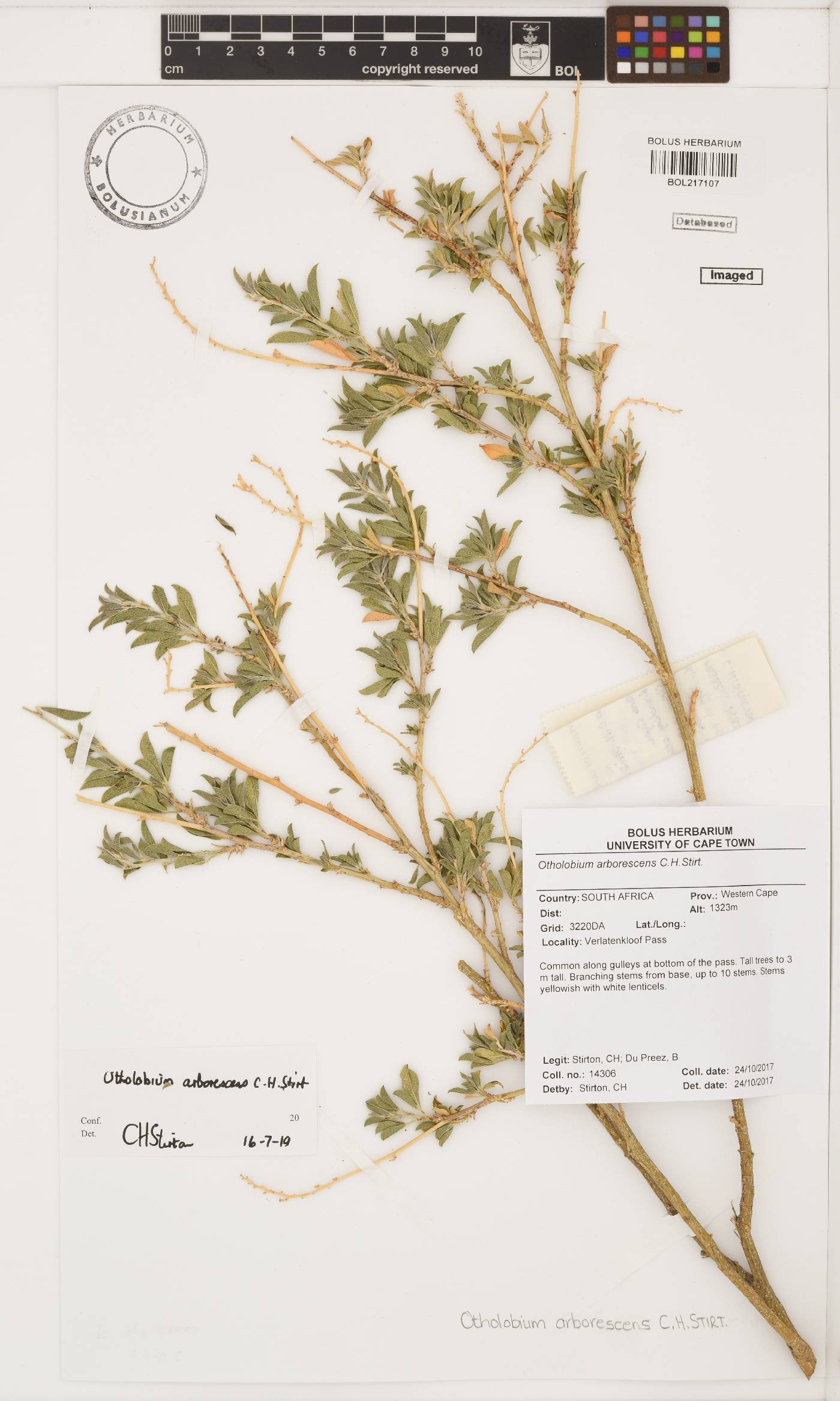 Otholobium arborescens image