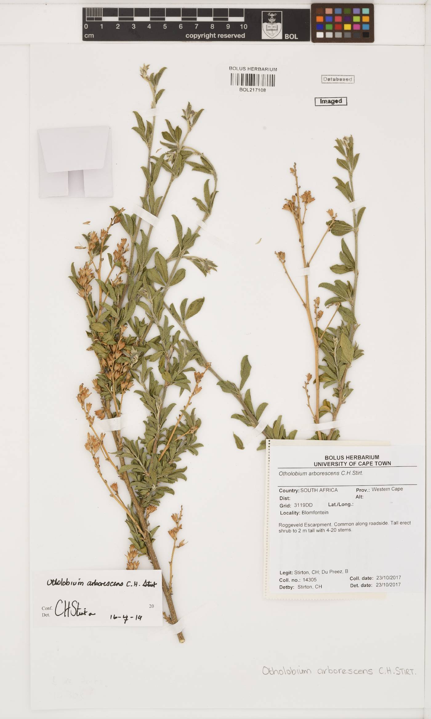 Otholobium arborescens image