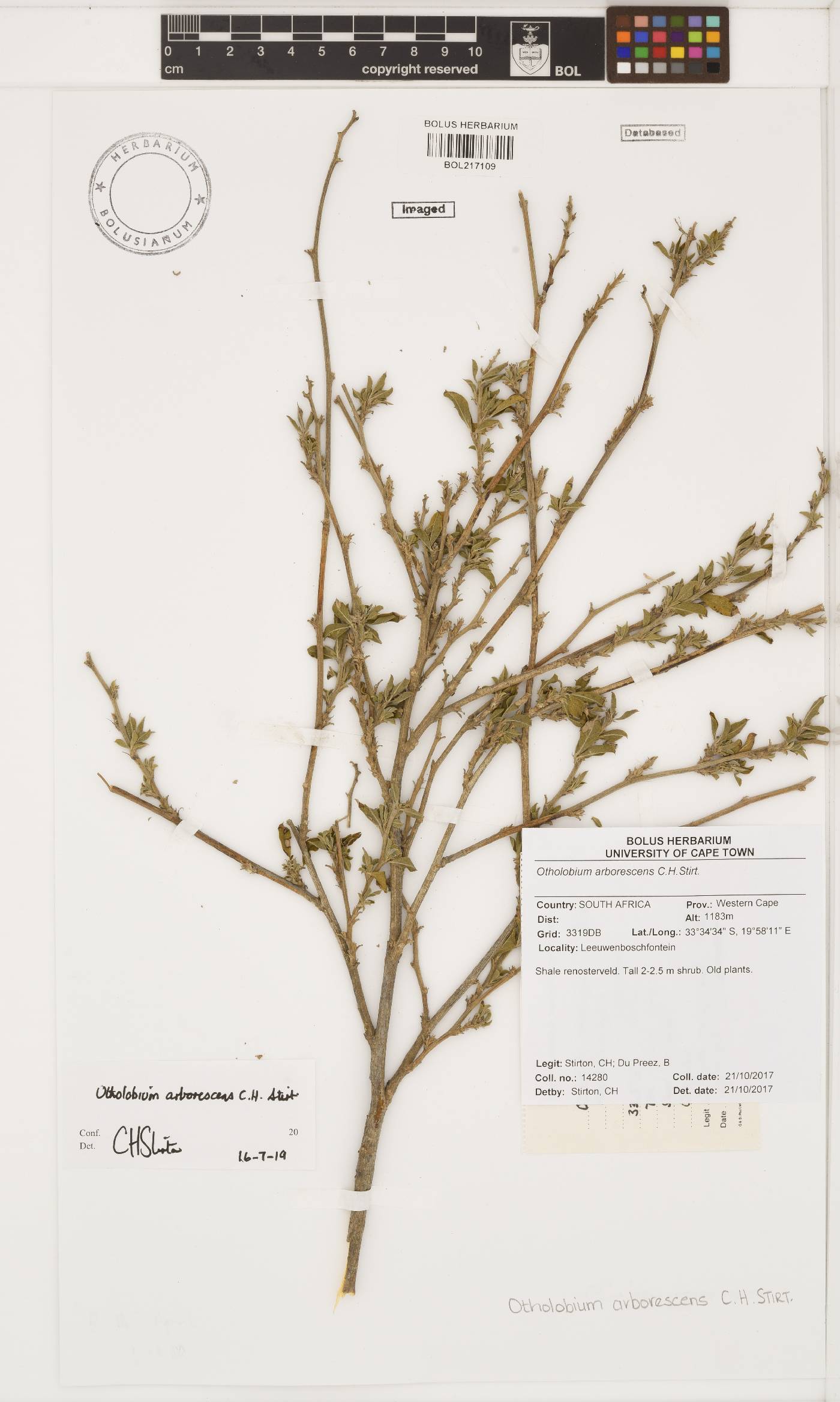 Otholobium arborescens image