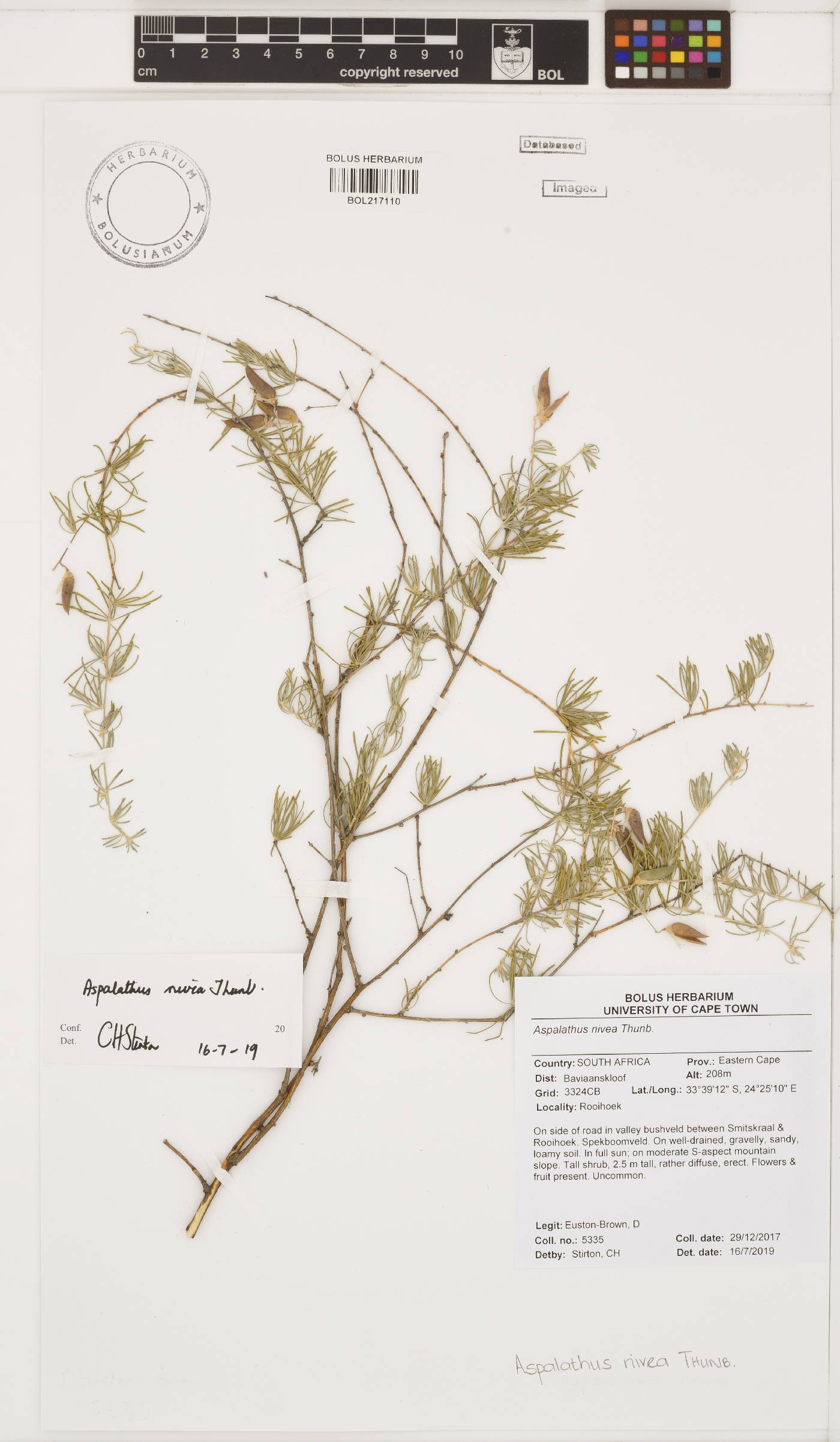 Aspalathus nivea image