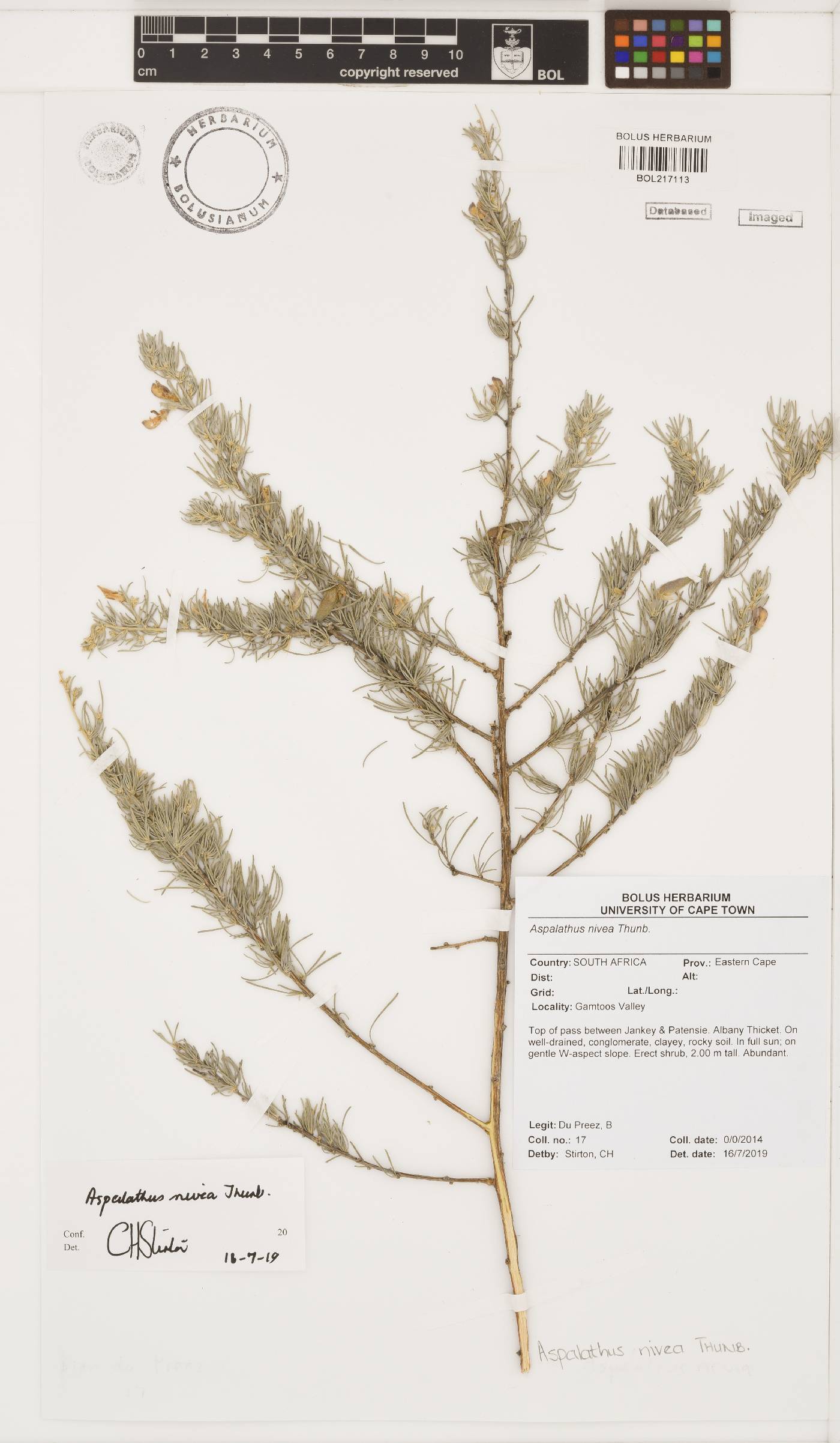 Aspalathus nivea image