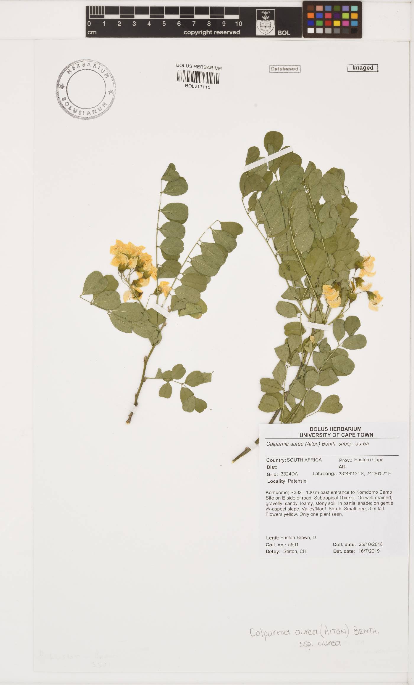 Calpurnia aurea subsp. aurea image