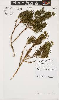 Psoralea affinis image