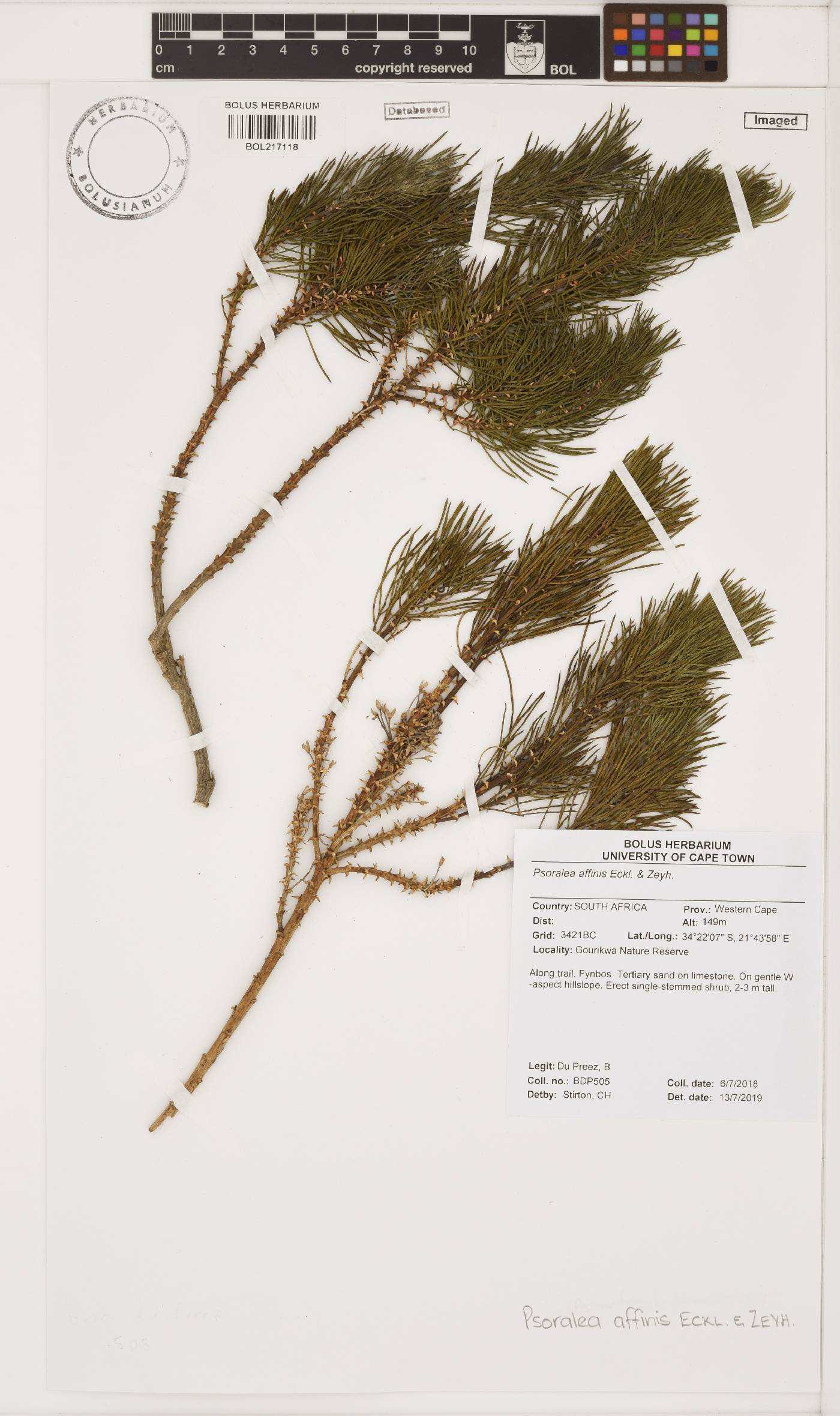Psoralea affinis image