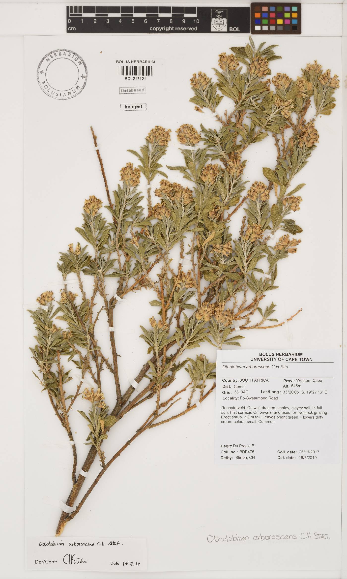 Otholobium arborescens image