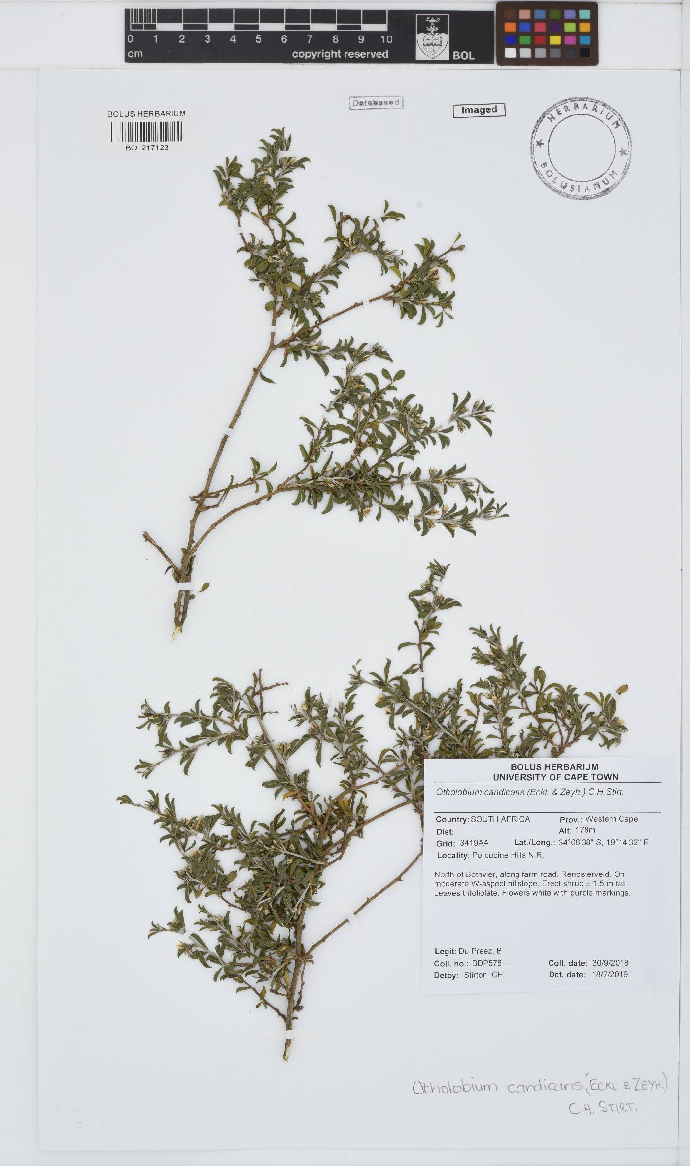 Otholobium candicans image