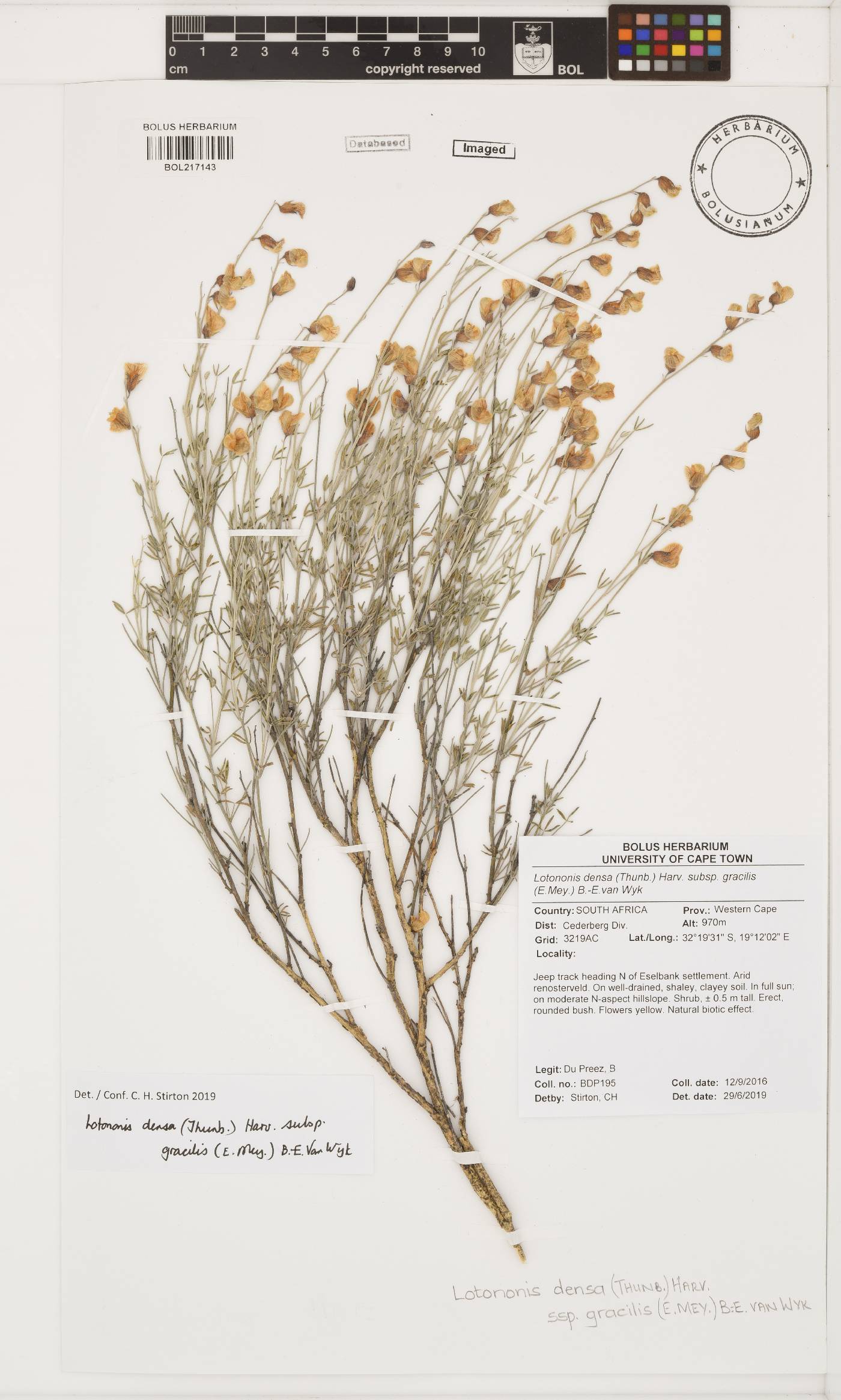 Lotononis densa subsp. gracilis image