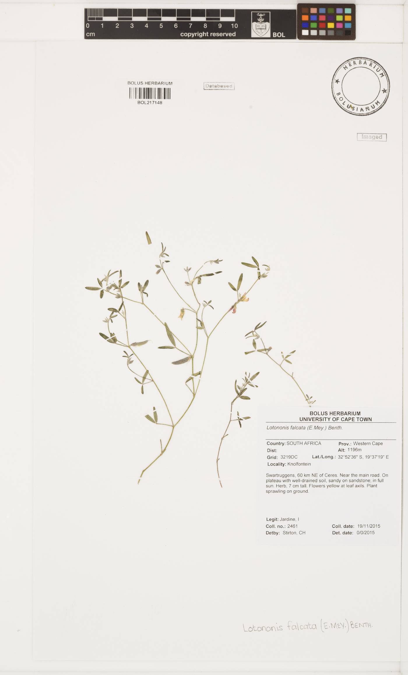 Lotononis falcata image