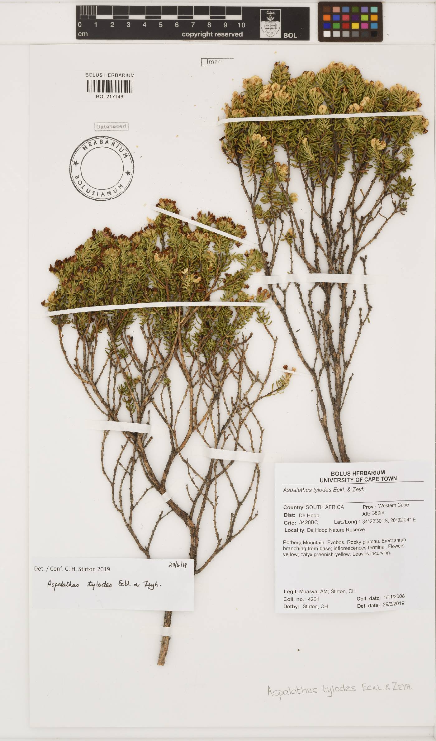 Aspalathus tylodes image
