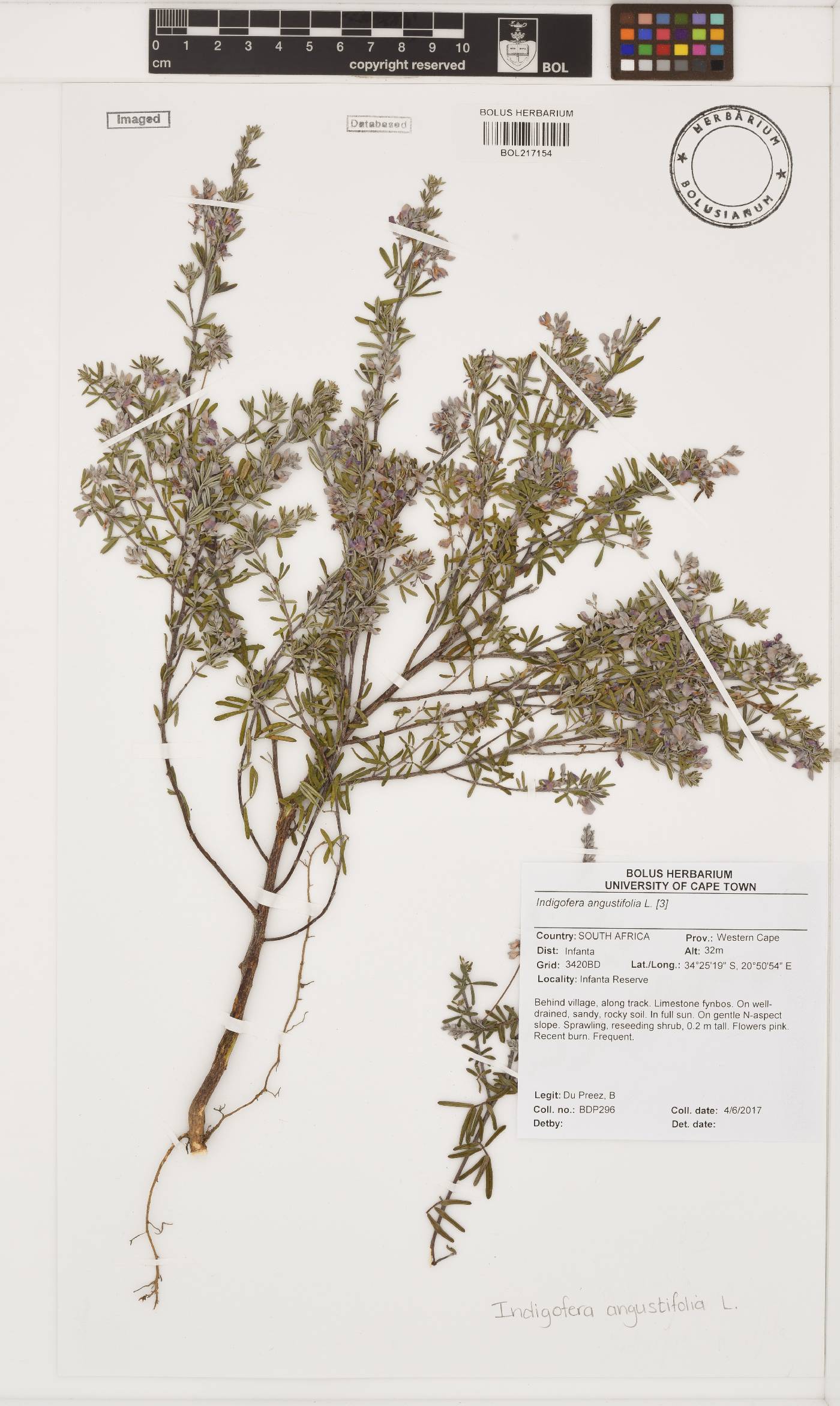 Indigofera angustifolia image