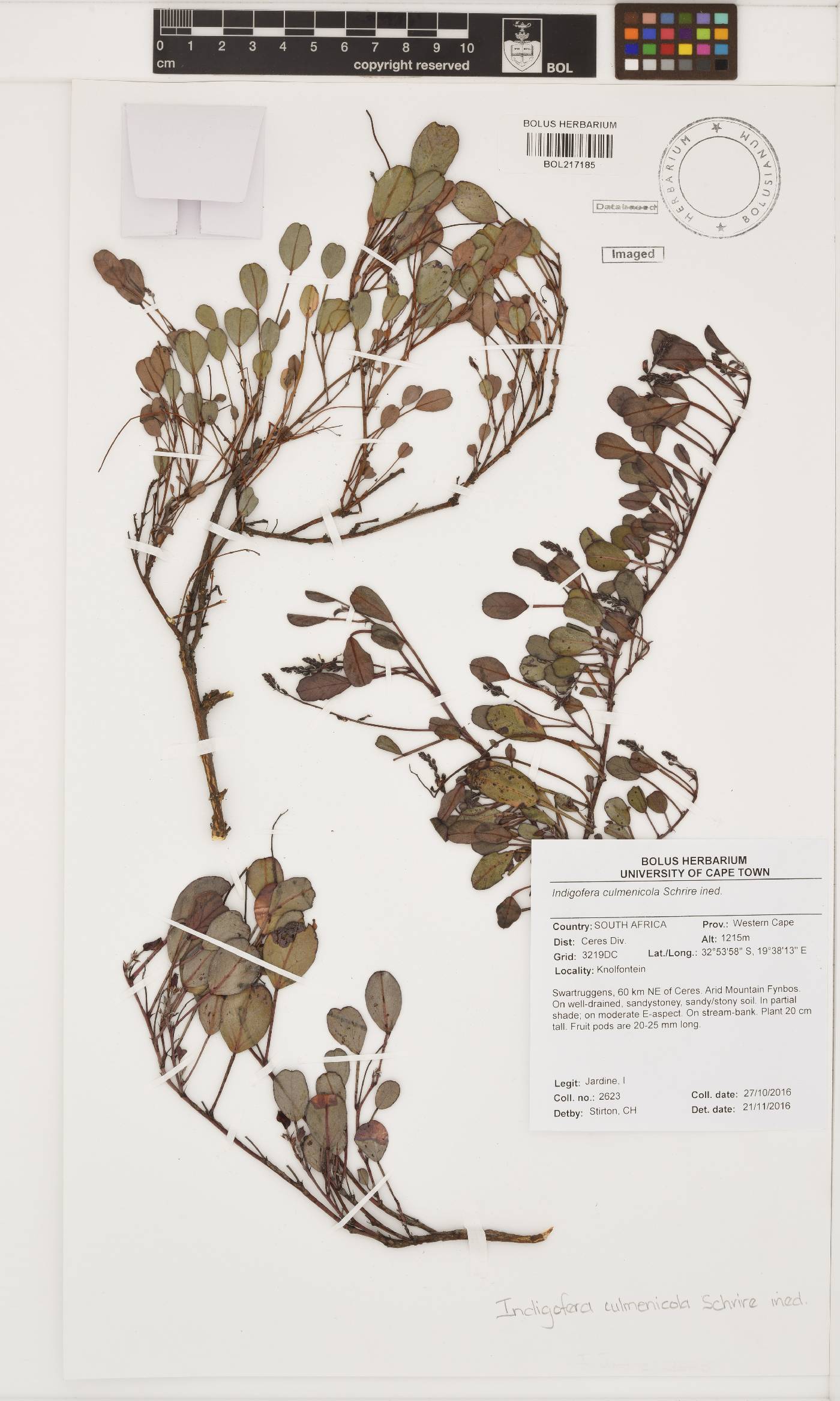 Indigofera culminicola image