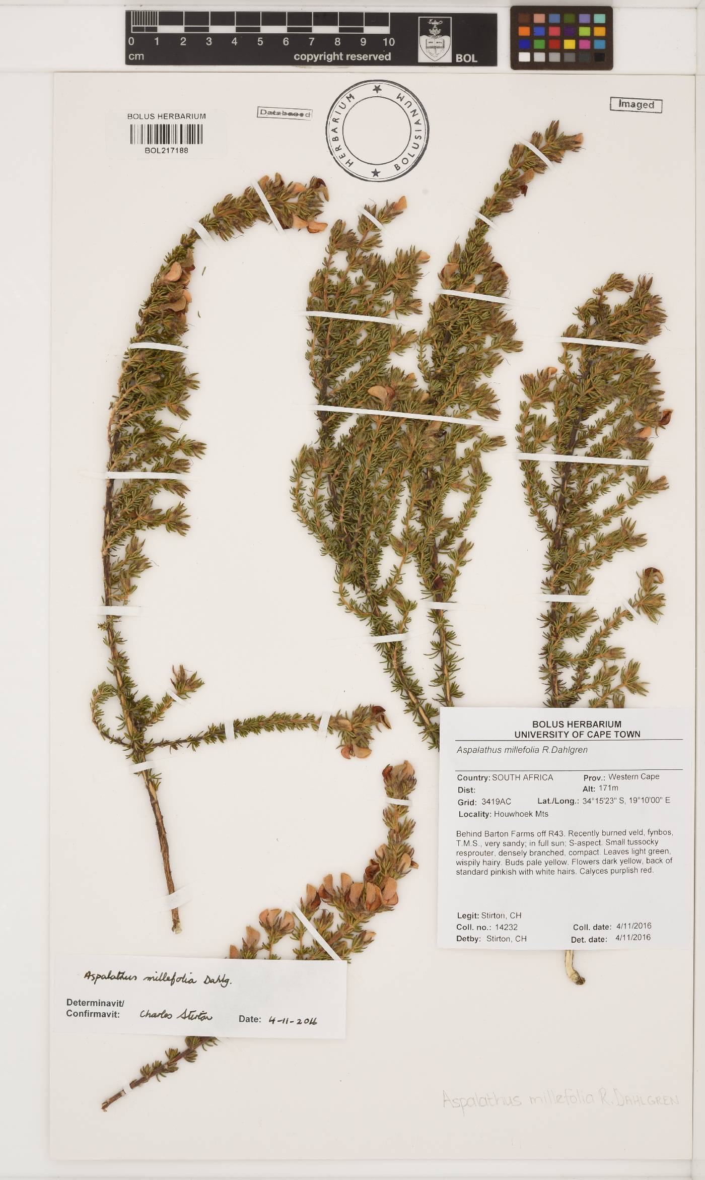 Aspalathus millefolia image