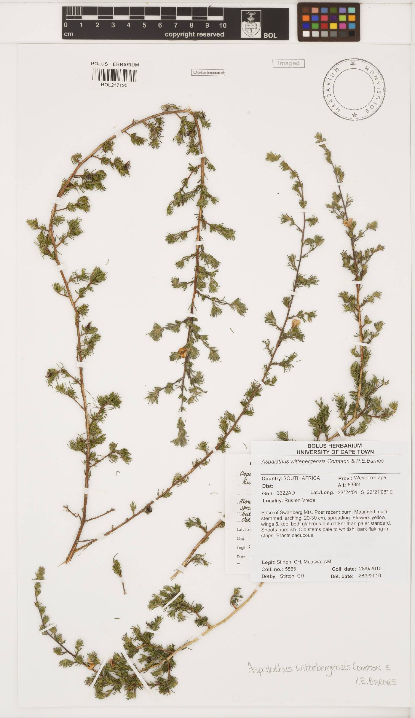 Aspalathus wittebergensis image