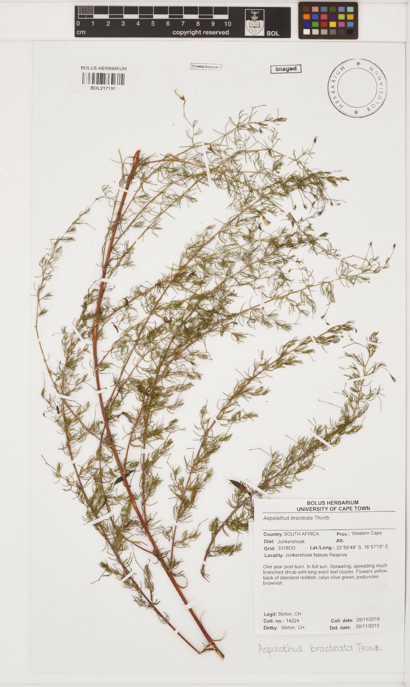 Aspalathus bracteata image