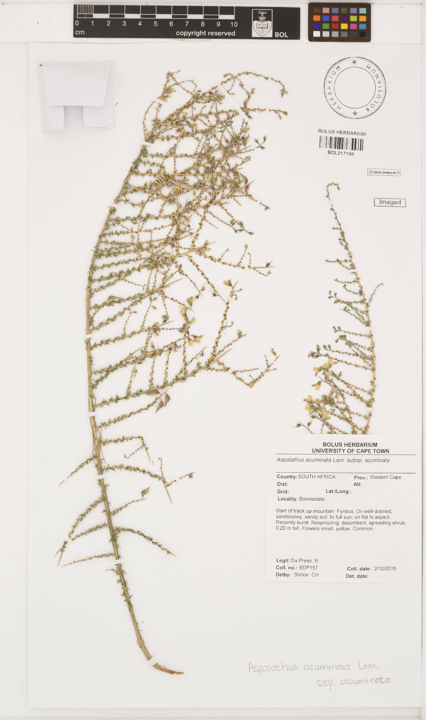 Aspalathus acuminata subsp. acuminata image