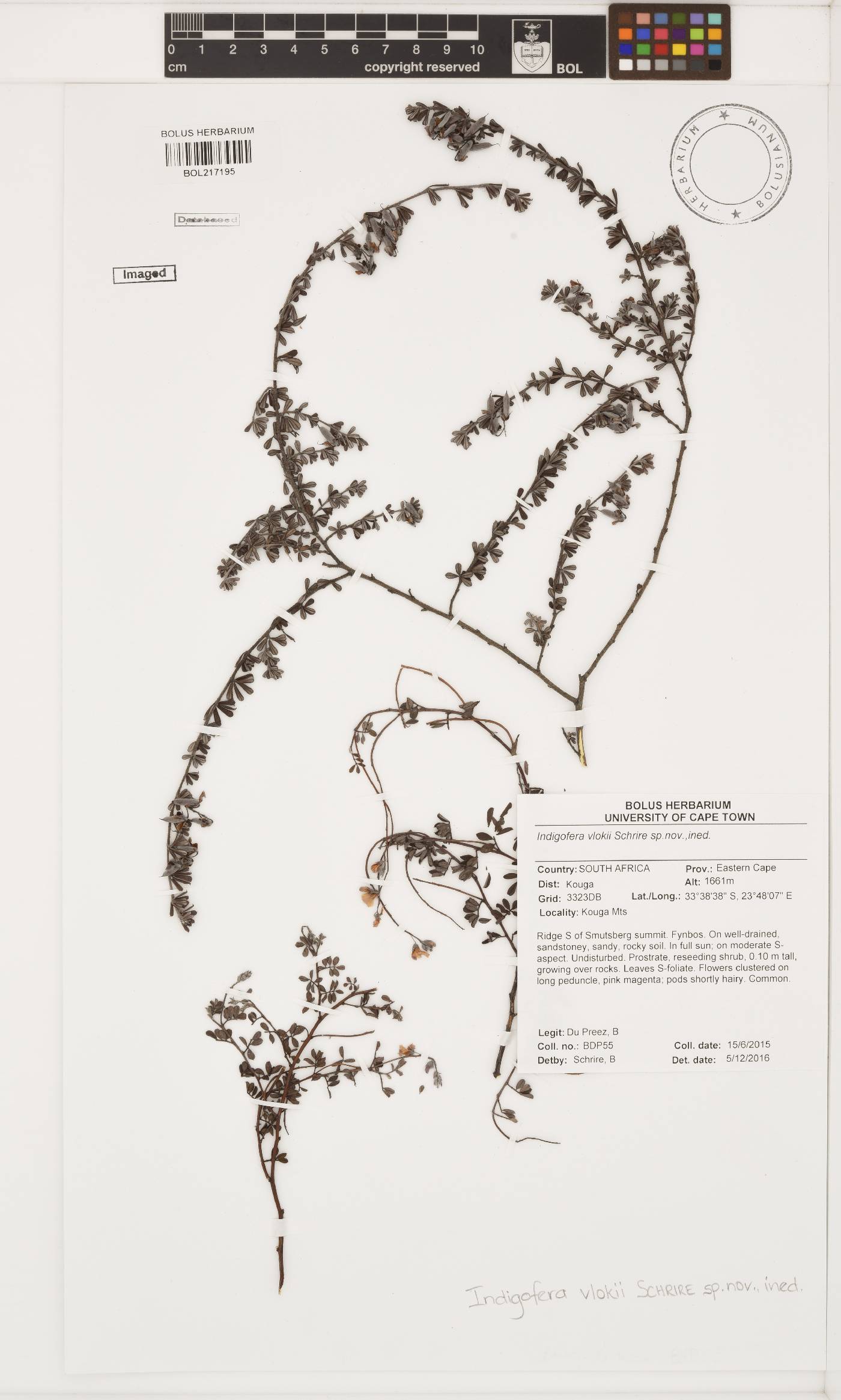 Indigofera vlokii image