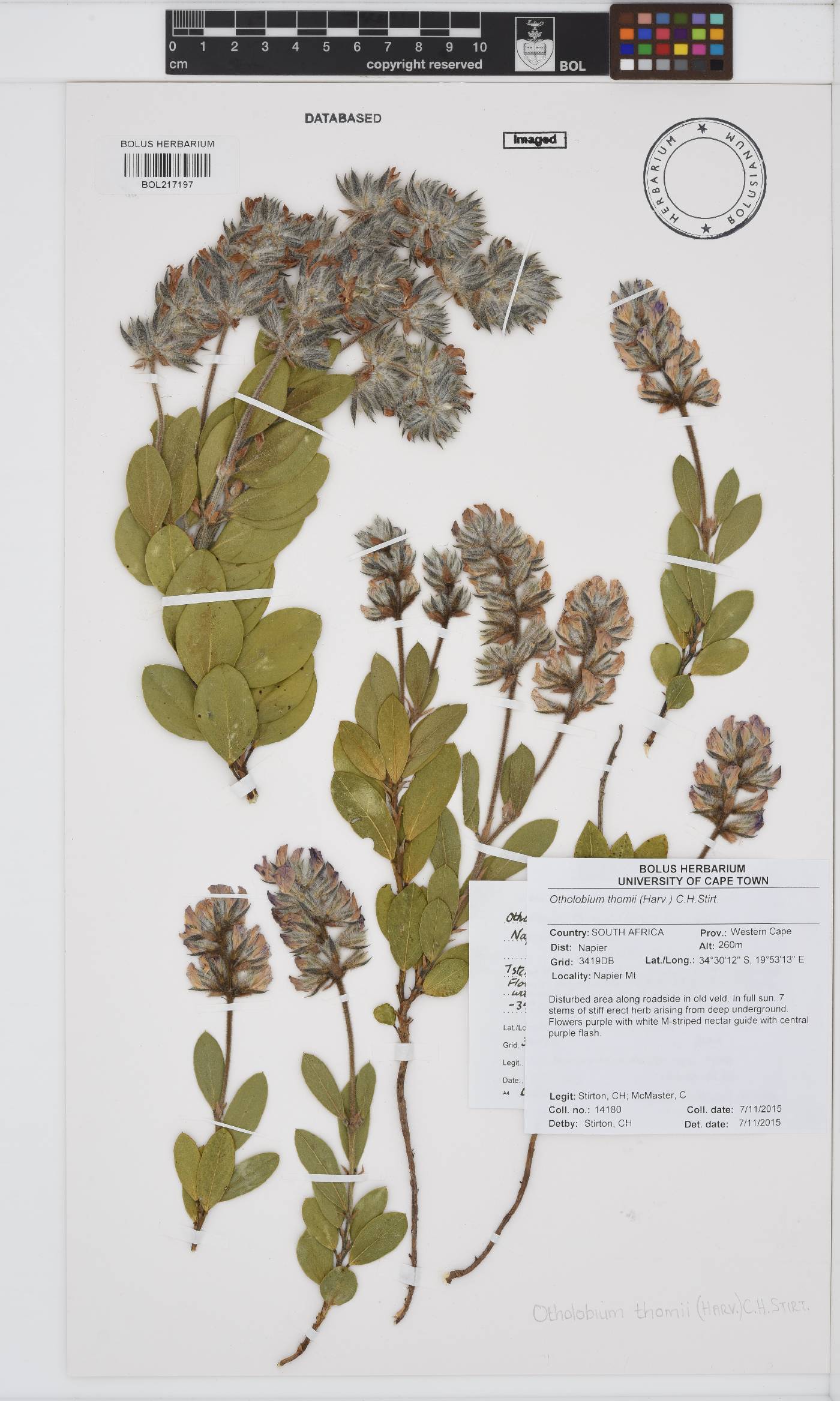 Otholobium thomii image