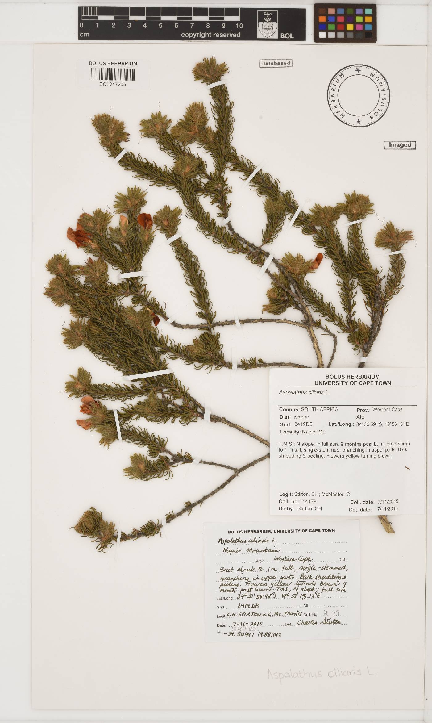 Aspalathus ciliaris image