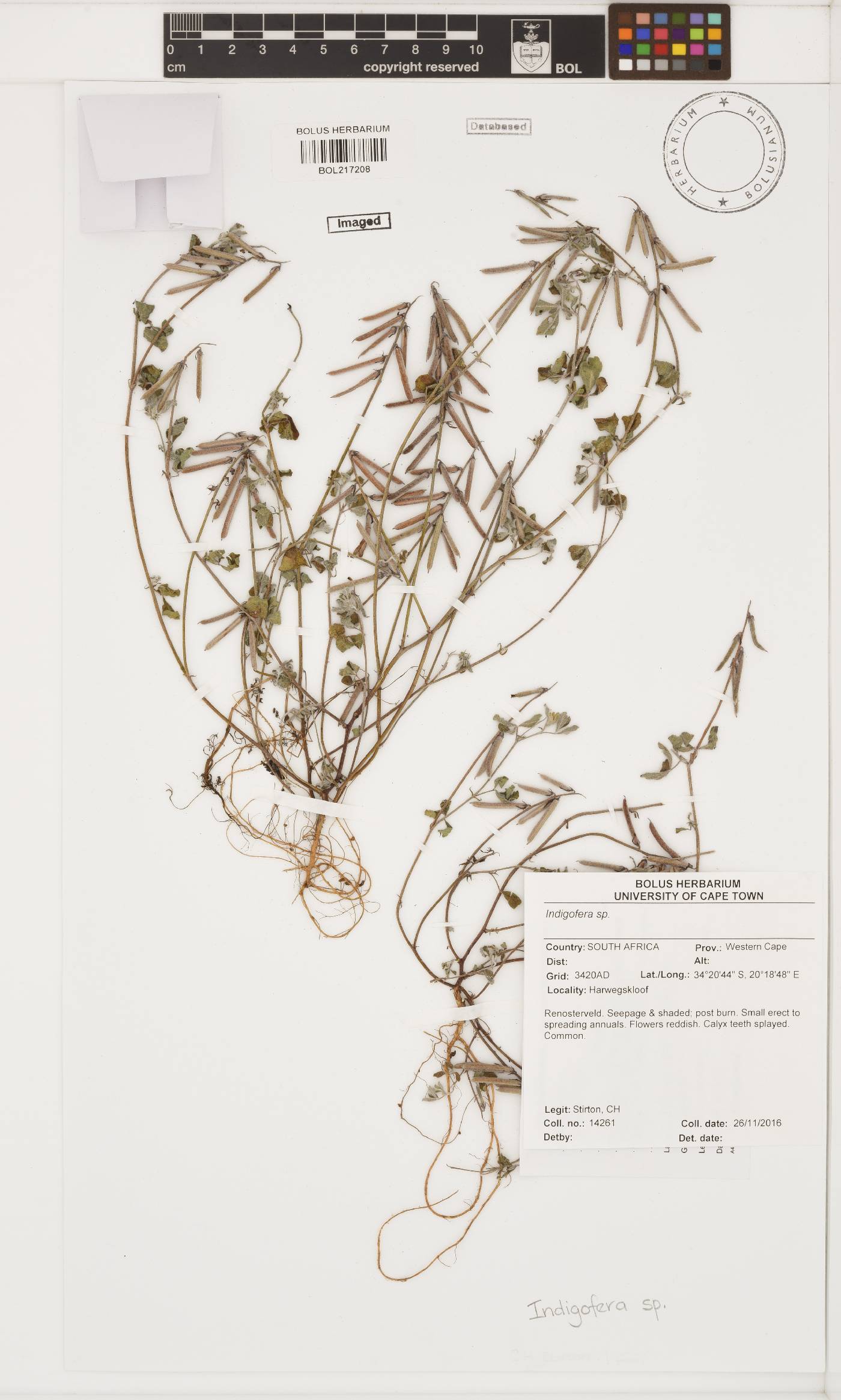 Indigofera incana image