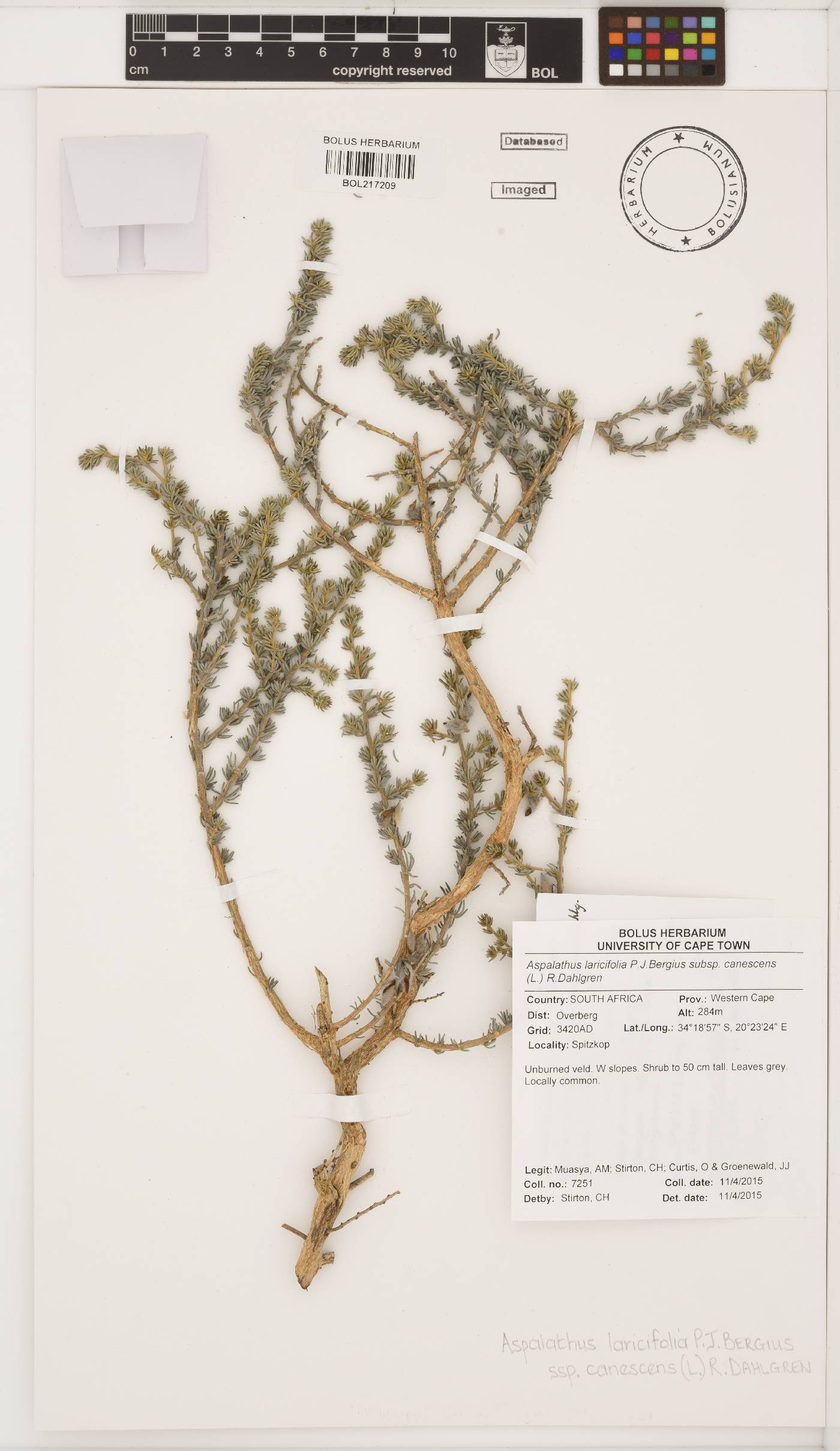 Aspalathus laricifolia subsp. canescens image