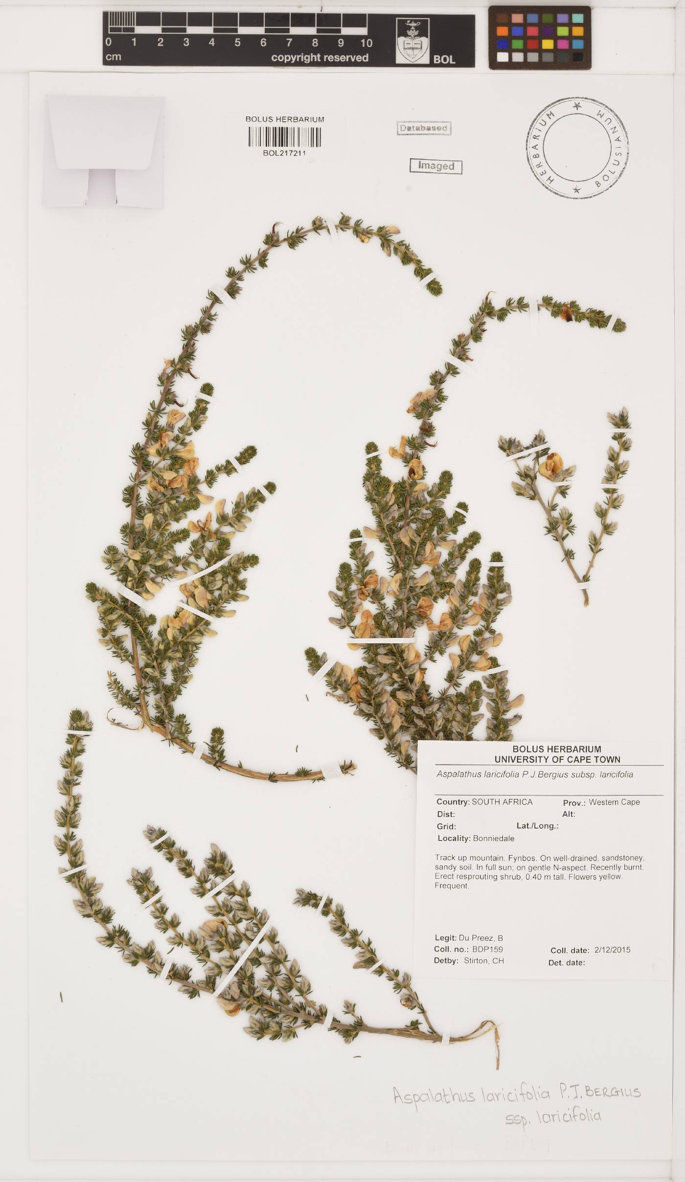 Aspalathus laricifolia subsp. laricifolia image