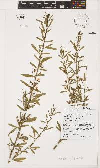 Image of Psoralea axillaris