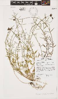 Psoralea ensifolia image