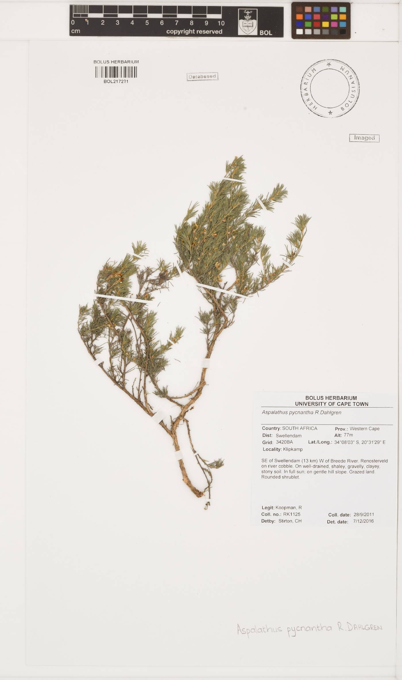 Aspalathus pycnantha image