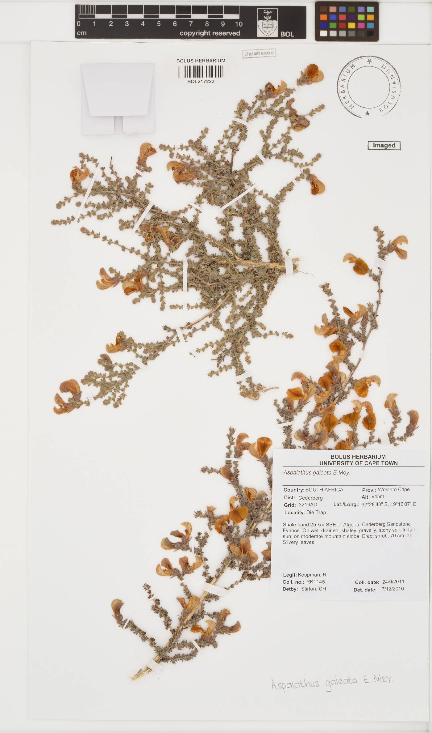 Aspalathus galeata image