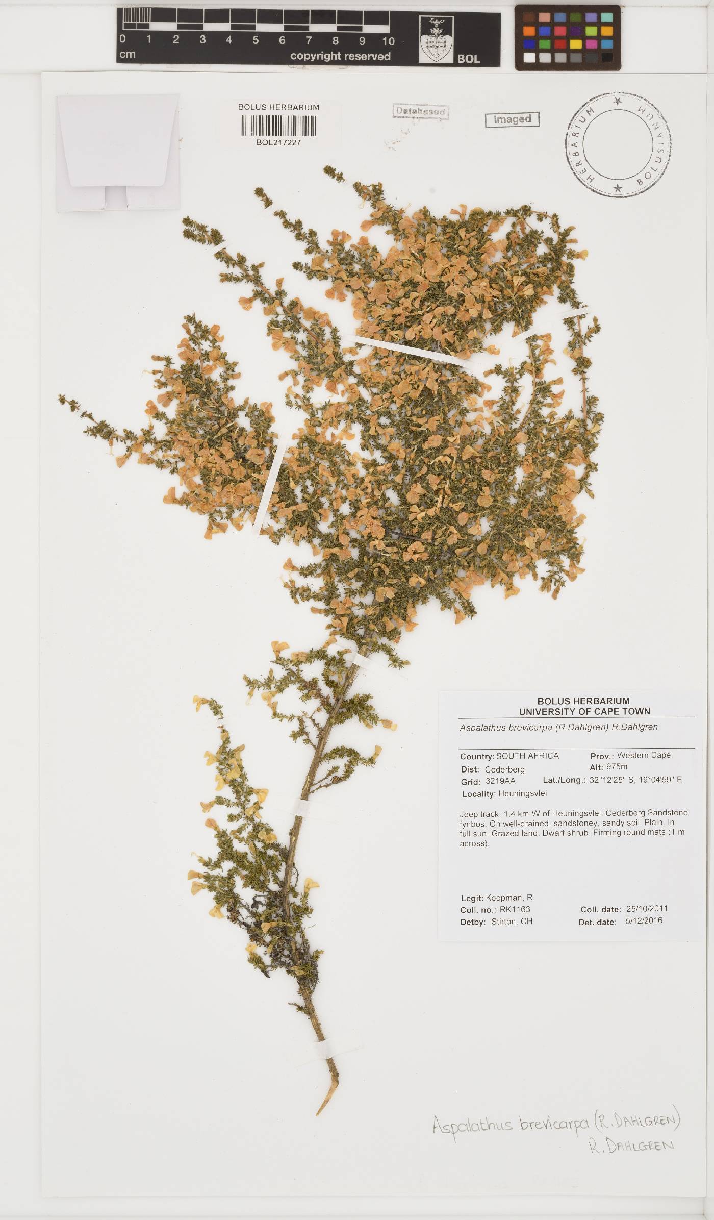 Aspalathus brevicarpa image