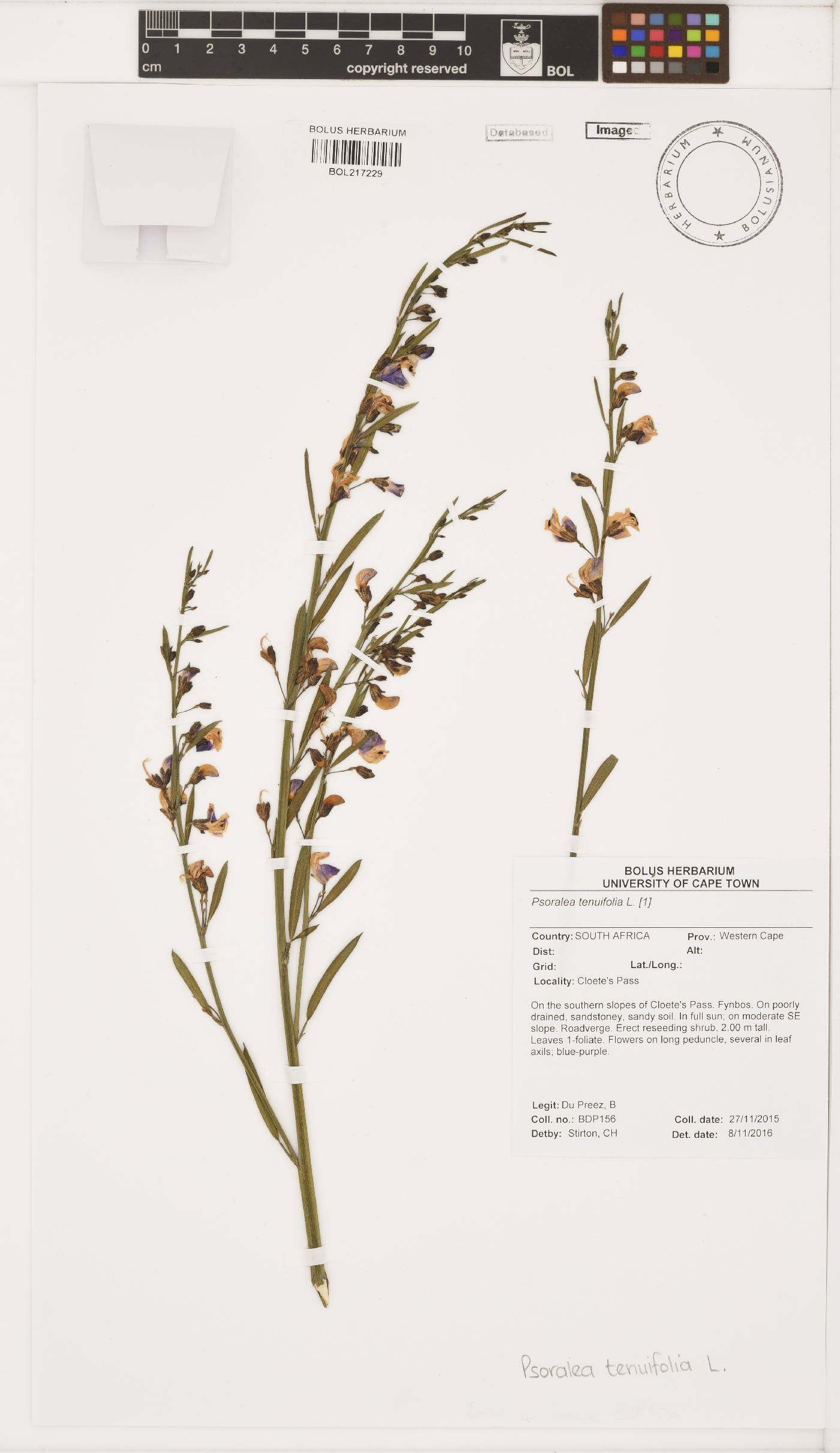 Psoralea tenuifolia image