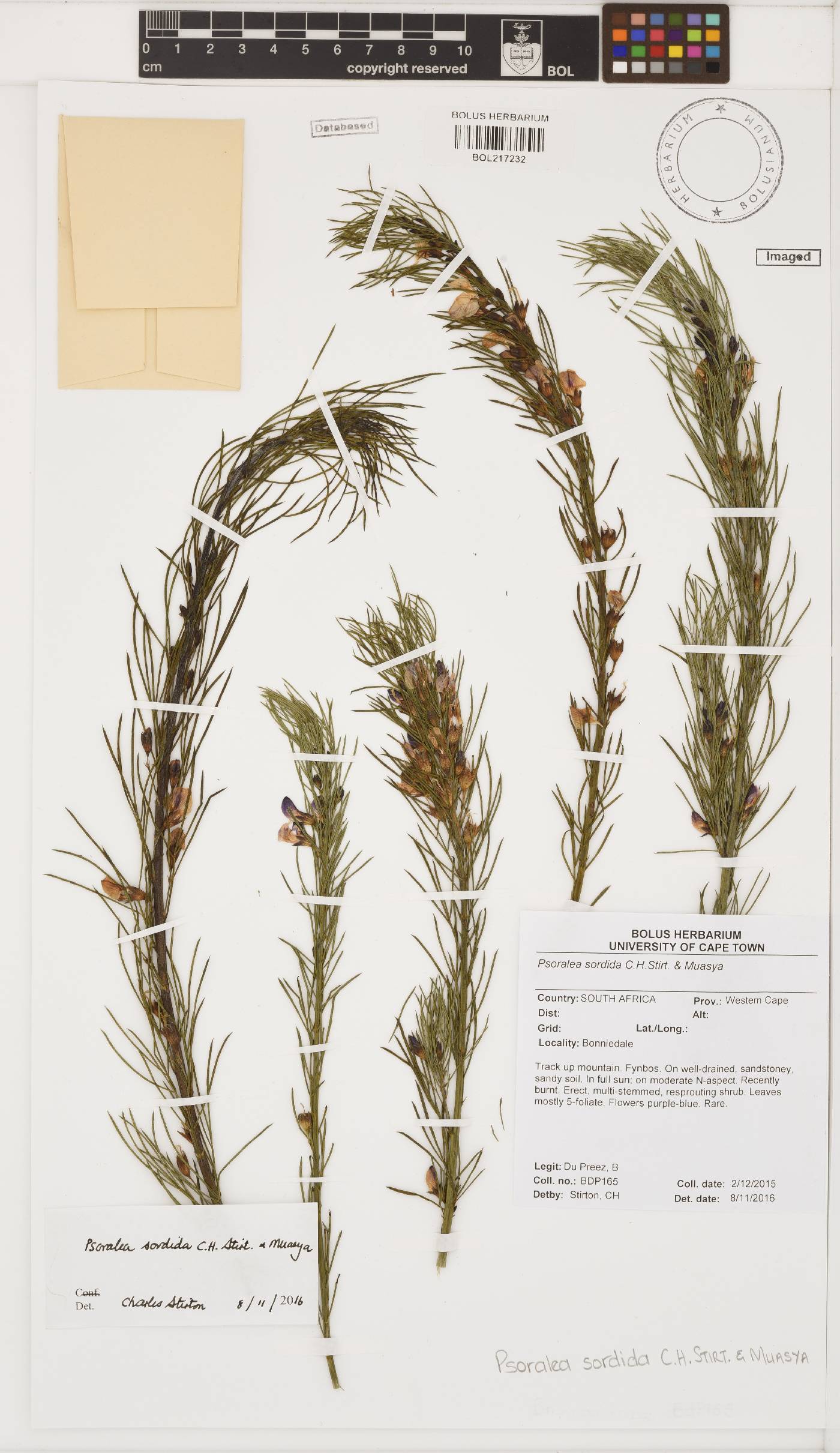 Psoralea sordida image