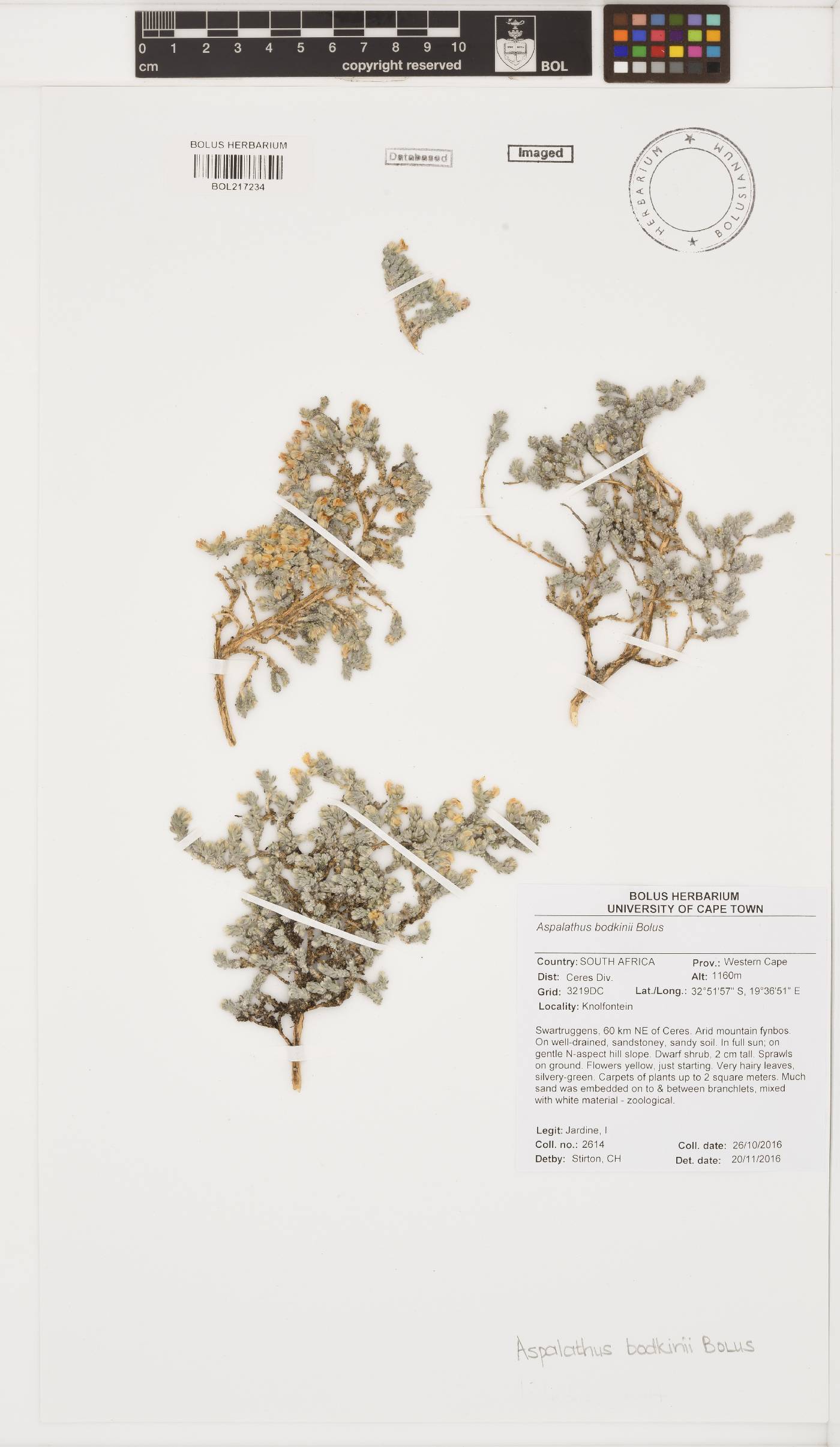 Aspalathus bodkinii image