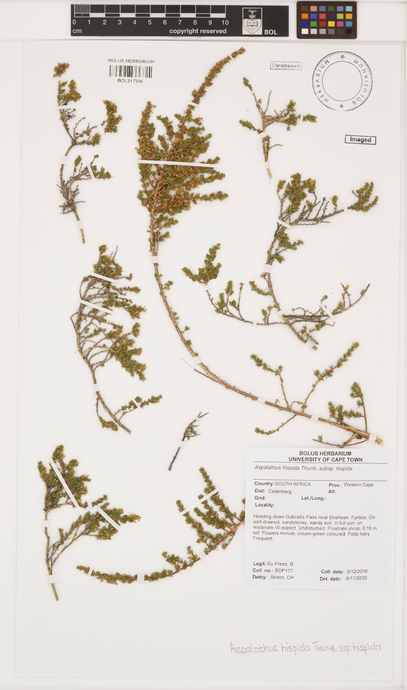 Aspalathus hispida subsp. hispida image