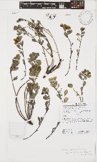 Rafnia capensis image