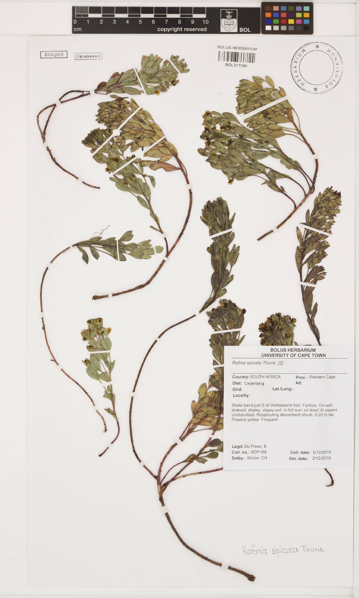 Rafnia spicata image