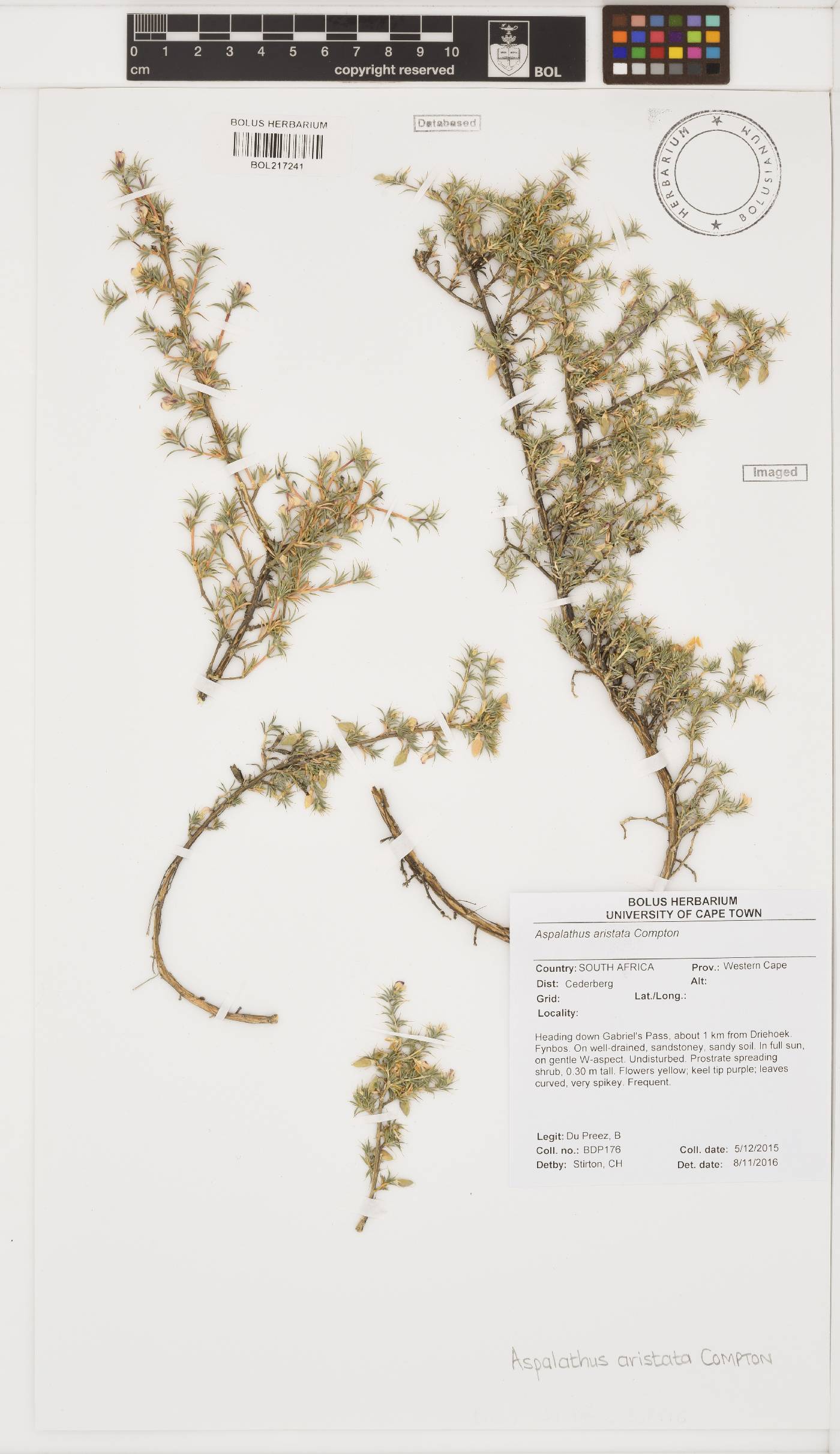 Aspalathus aristata image