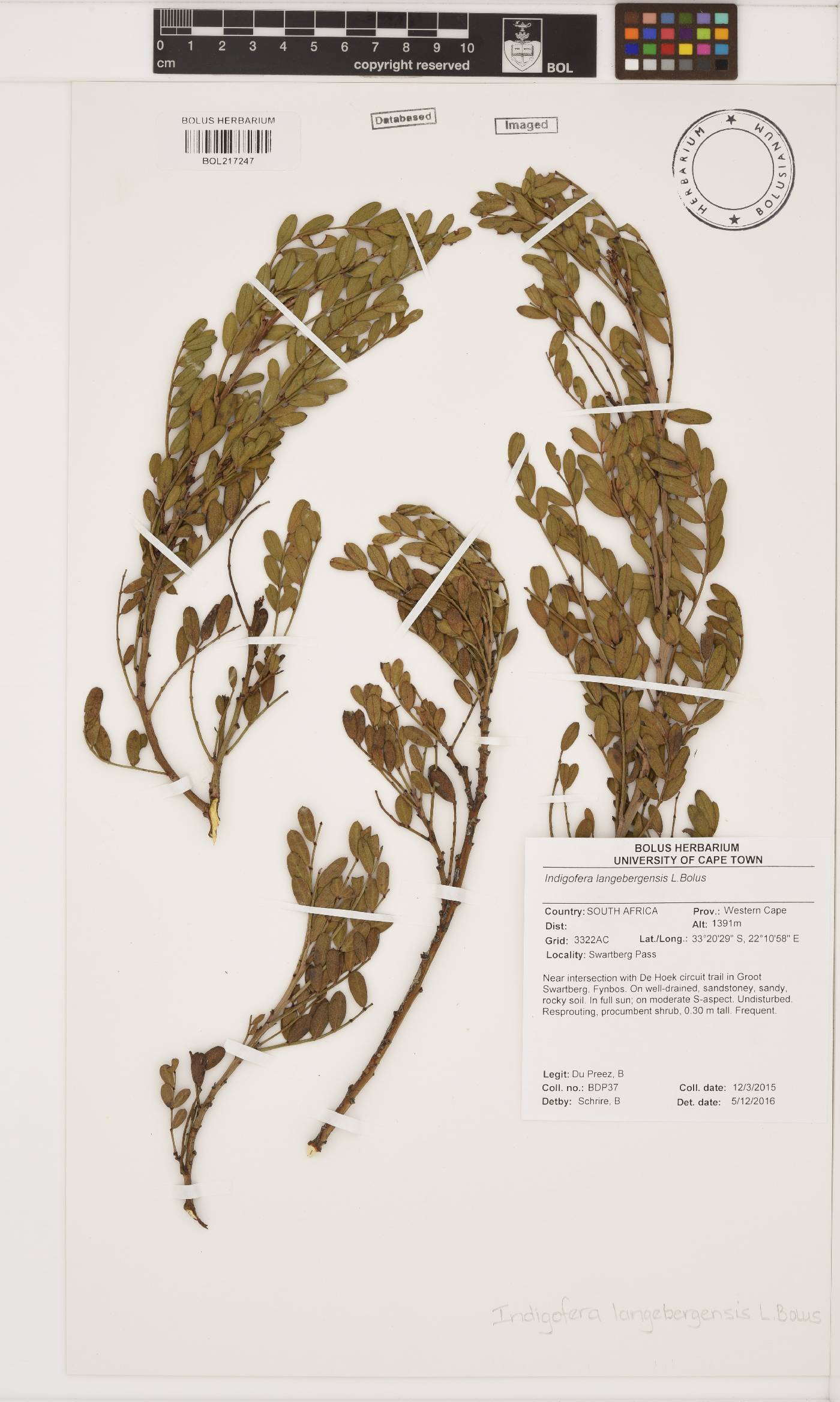 Indigofera langebergensis image