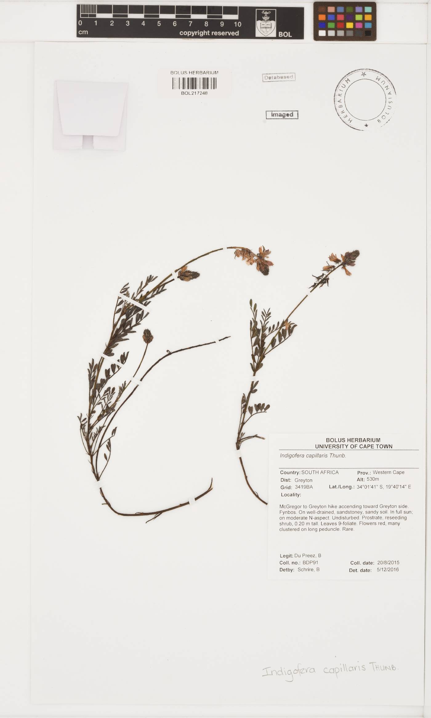 Indigofera capillaris image