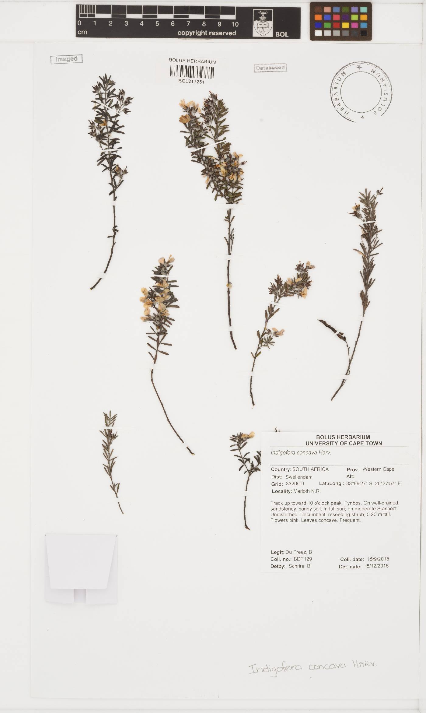 Indigofera concava image