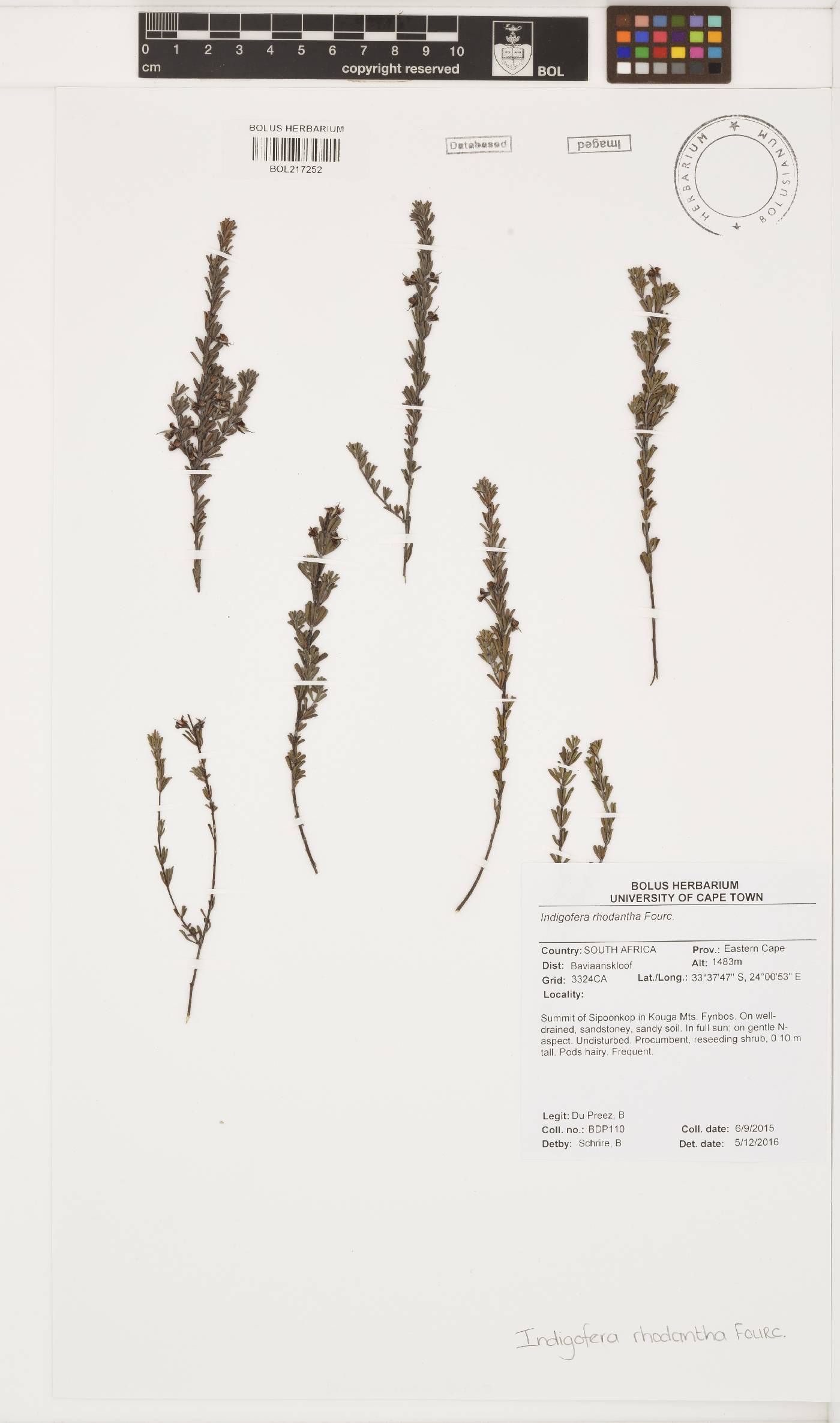 Indigofera pappei image
